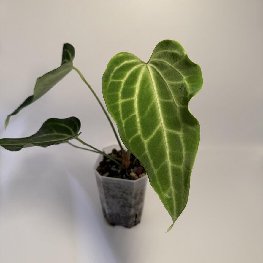 _Anthurium King of Clarinervium