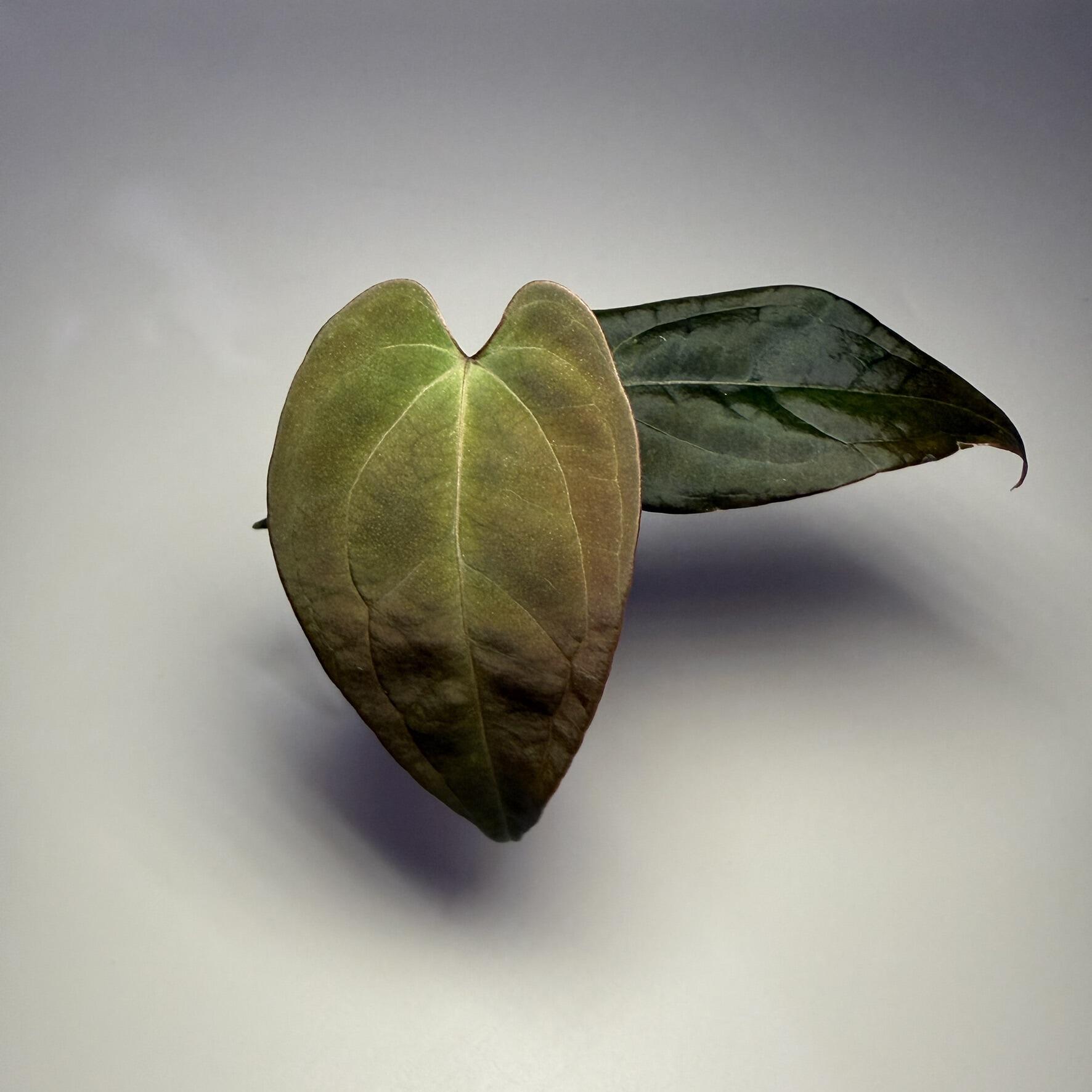 Anthurium NOID 'Code Red' x papillilaminum A+