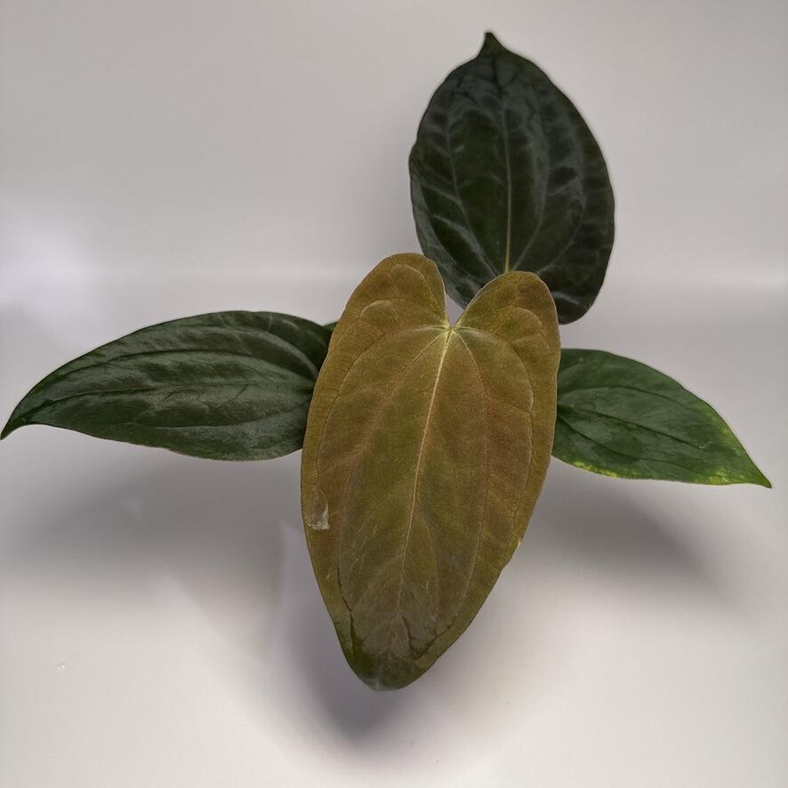 Anthurium (AOS x forgetii) x (forgetii x HU/KoS)