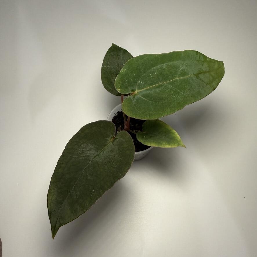 Plant D