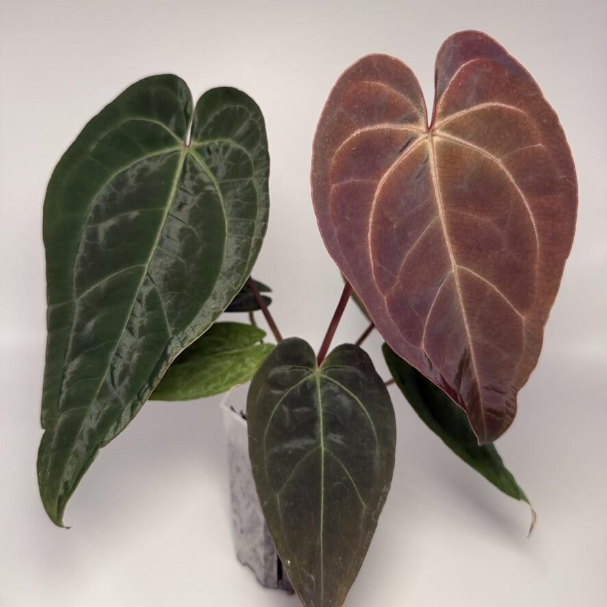 _Anthurium subsignatum