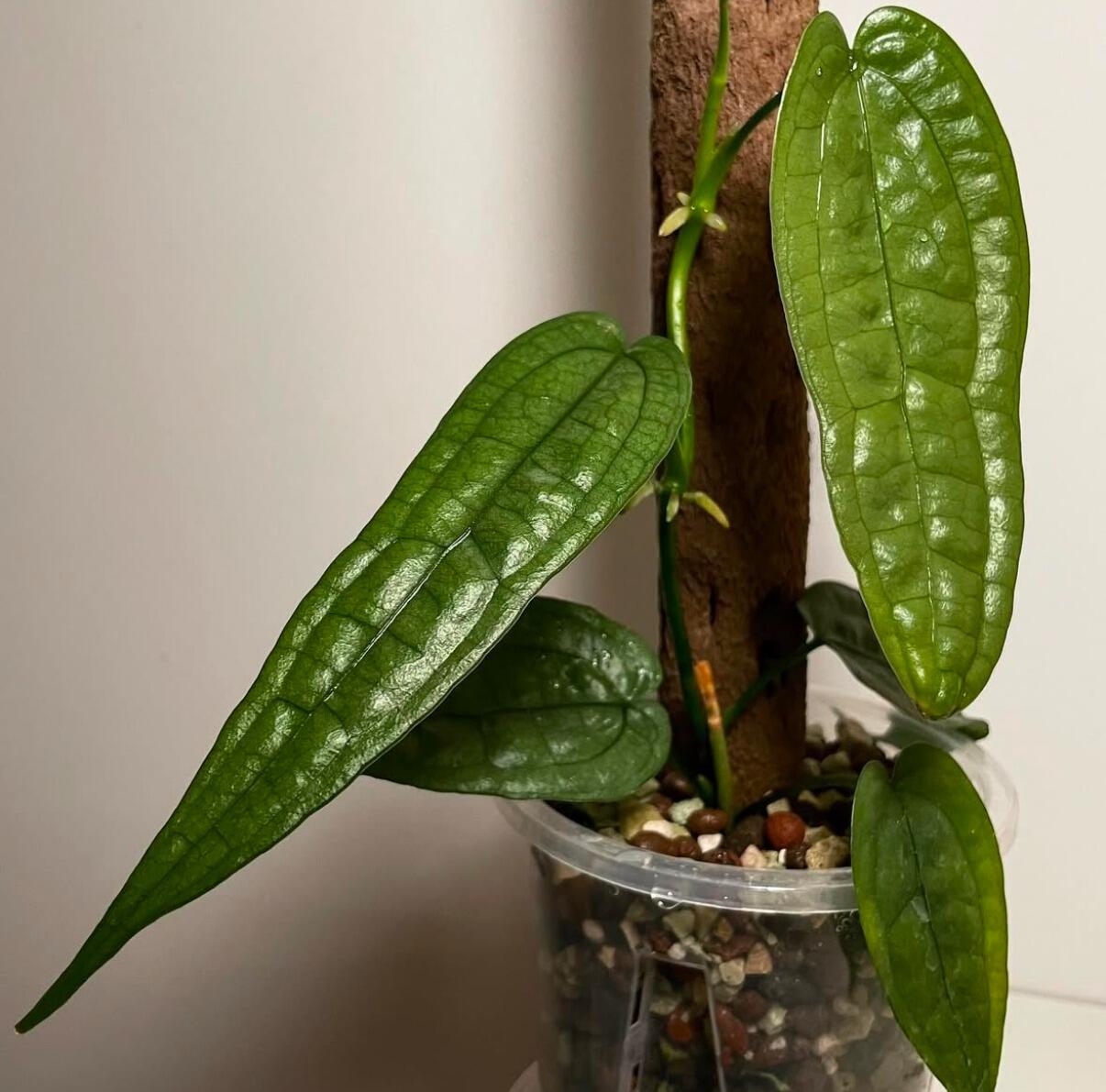 Mother plant