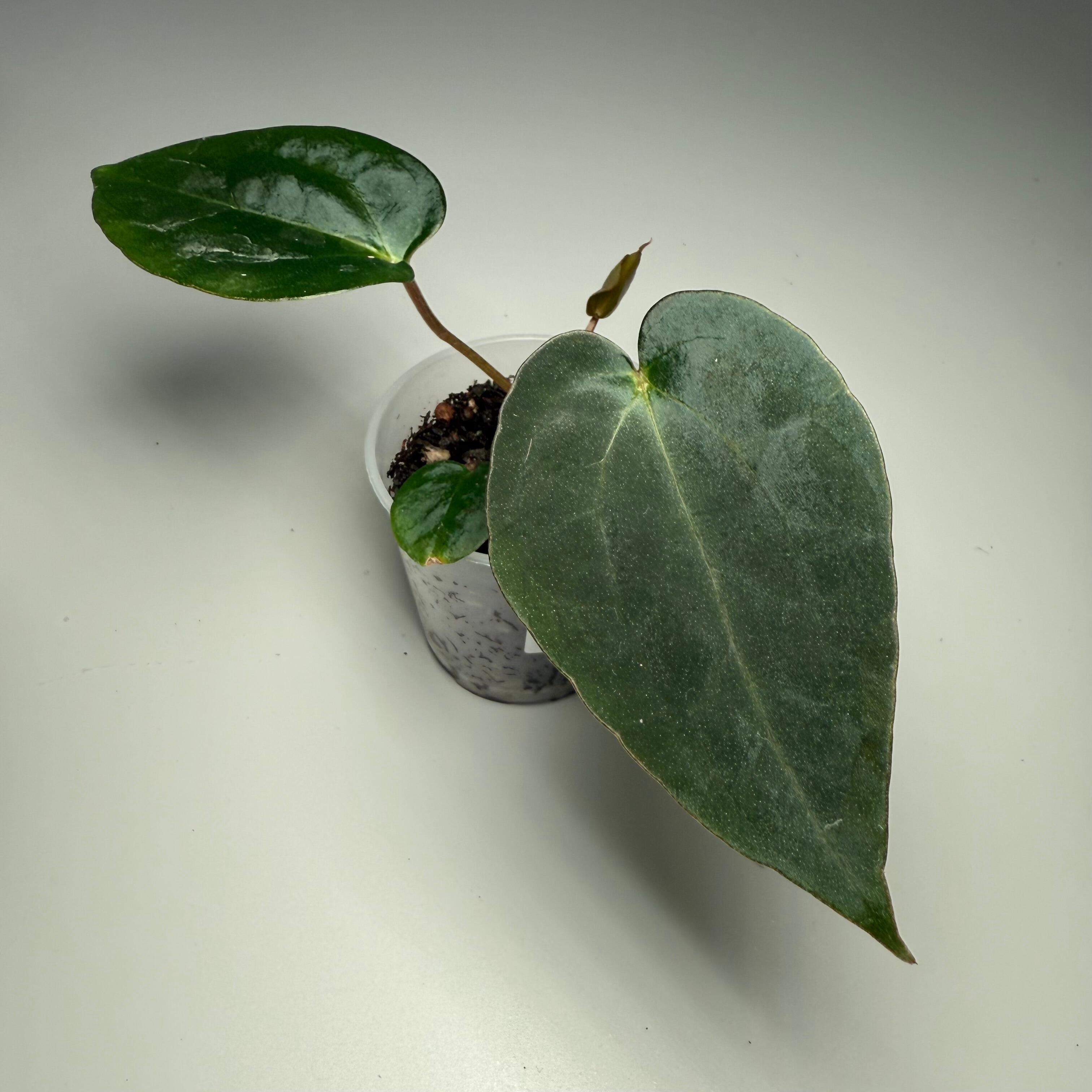 Plant H