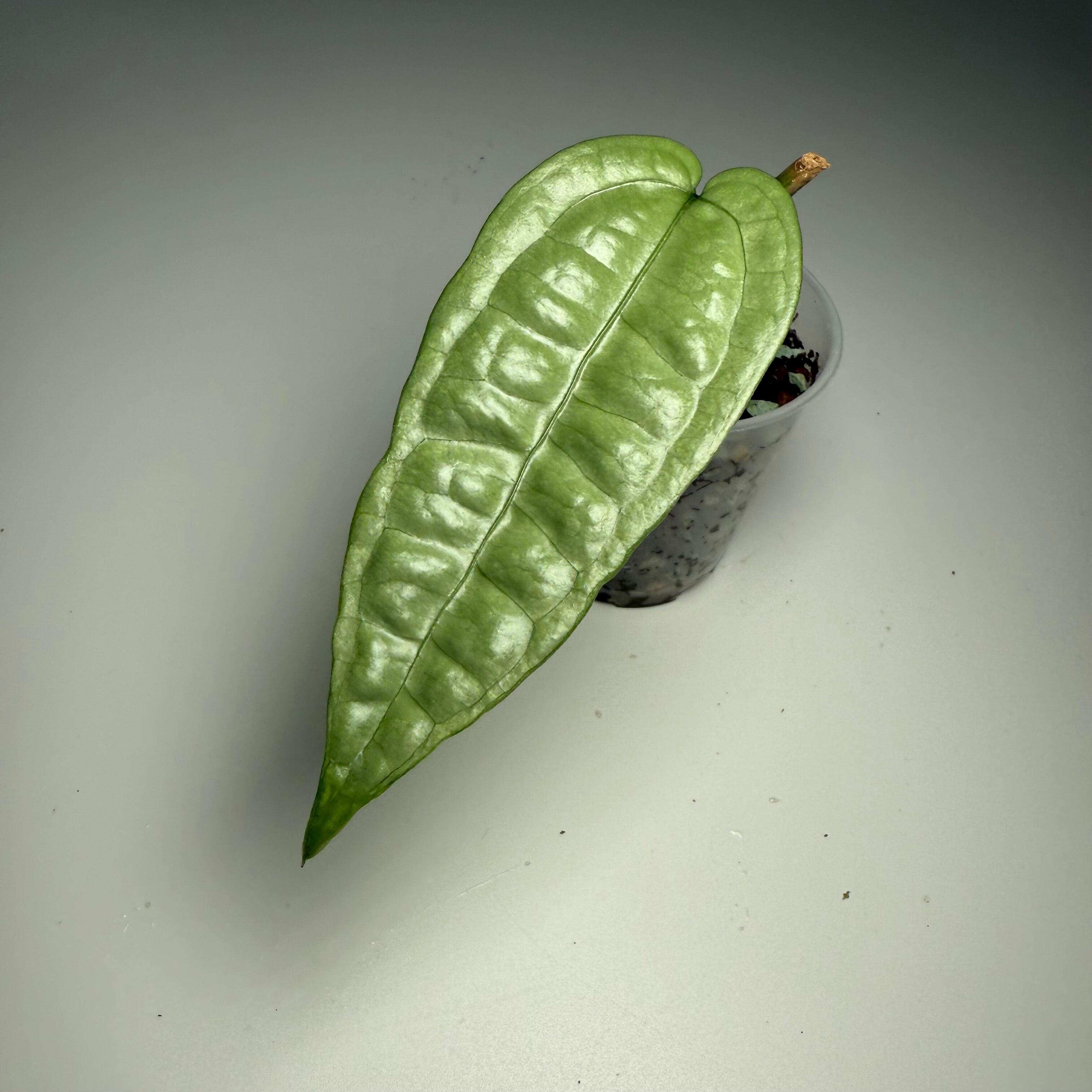 Plant B