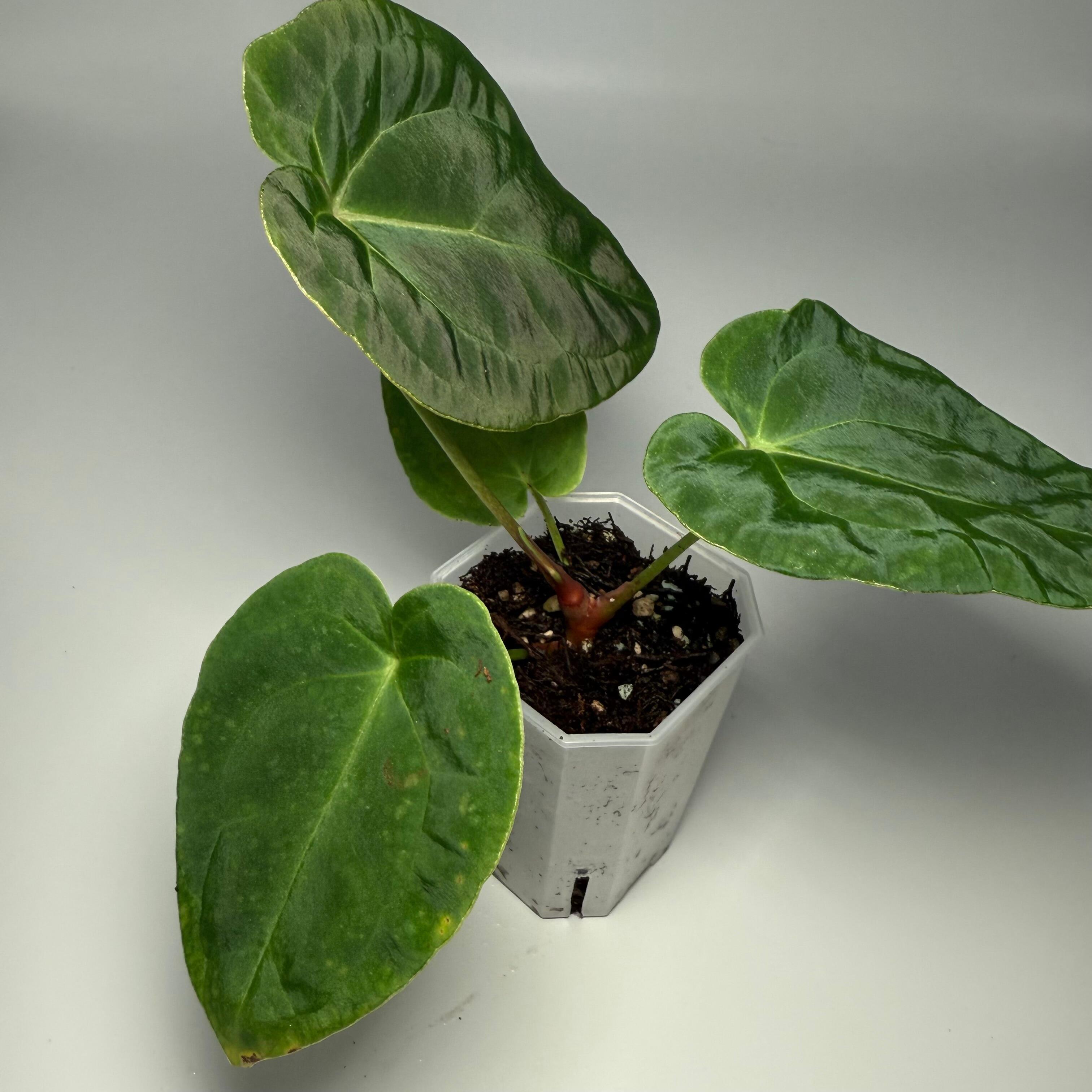 Plant for sale