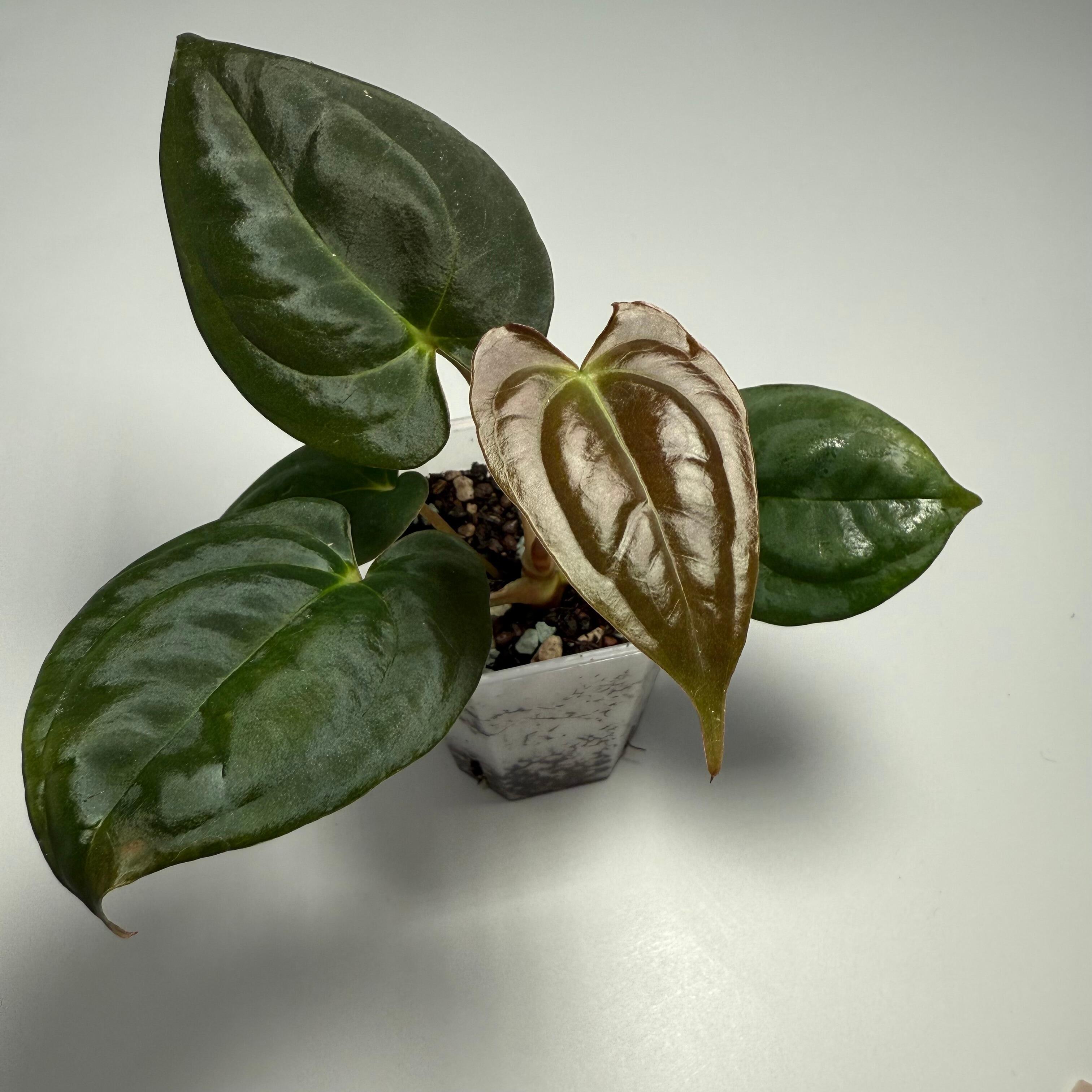 Plant for sale