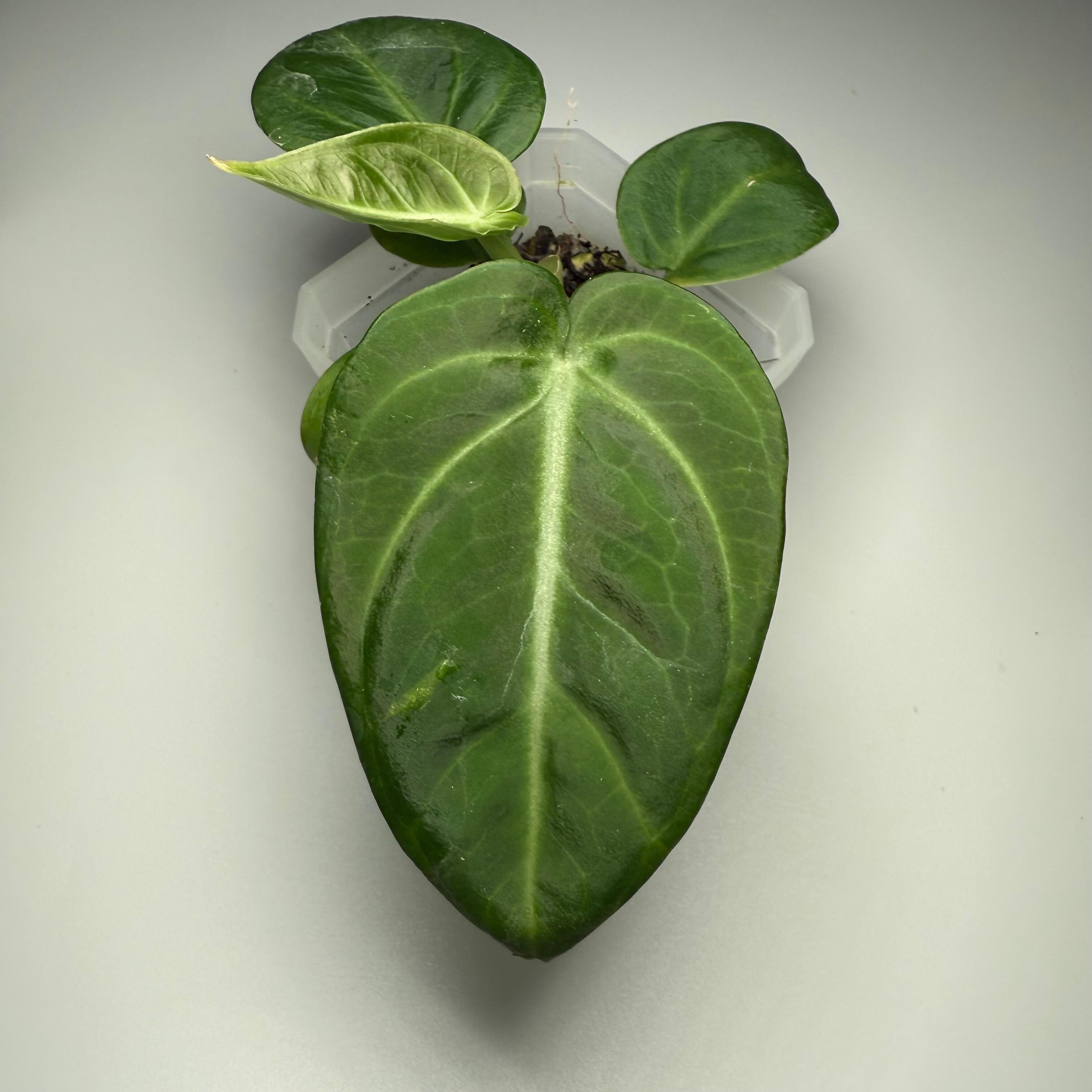 Plant B