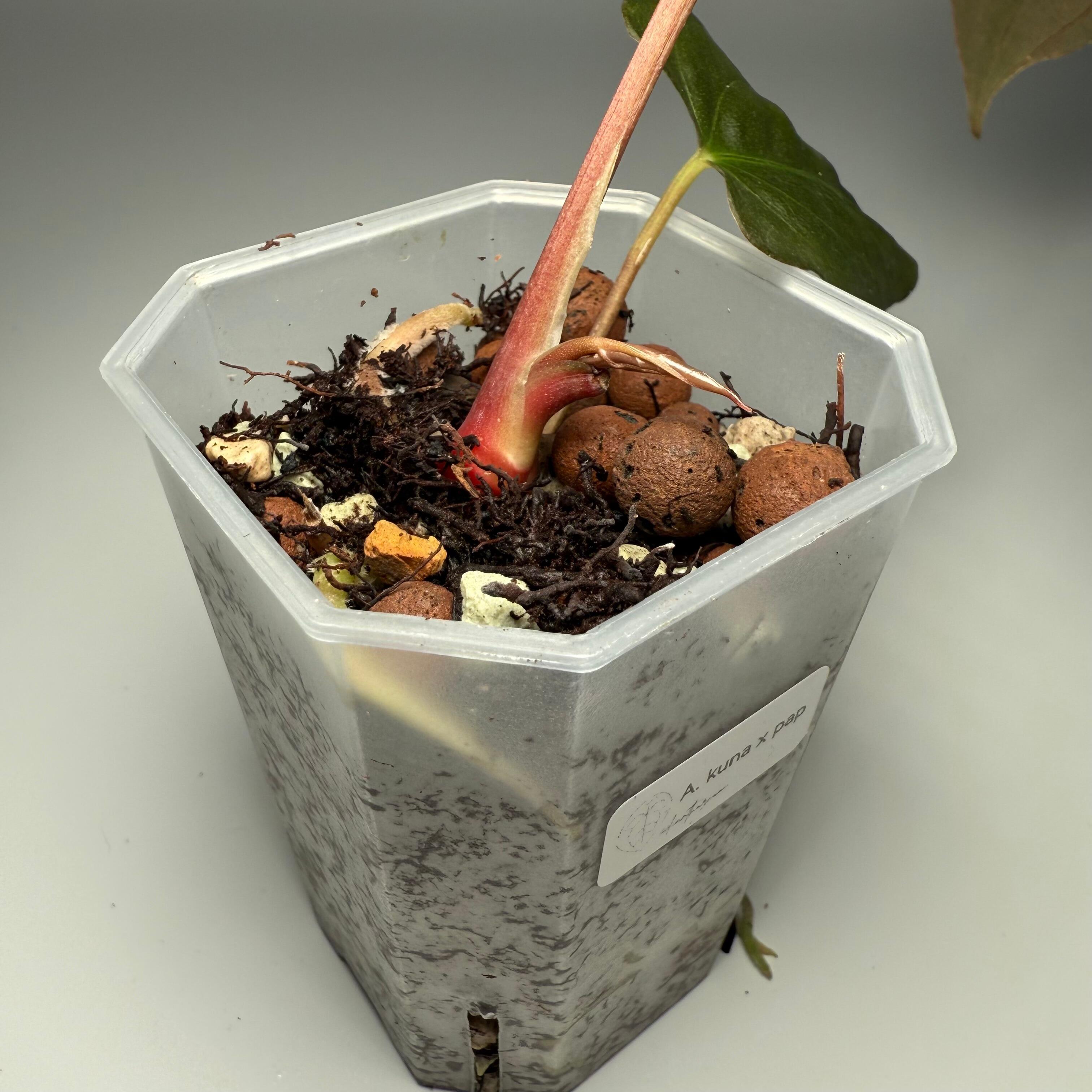 Plant for sale