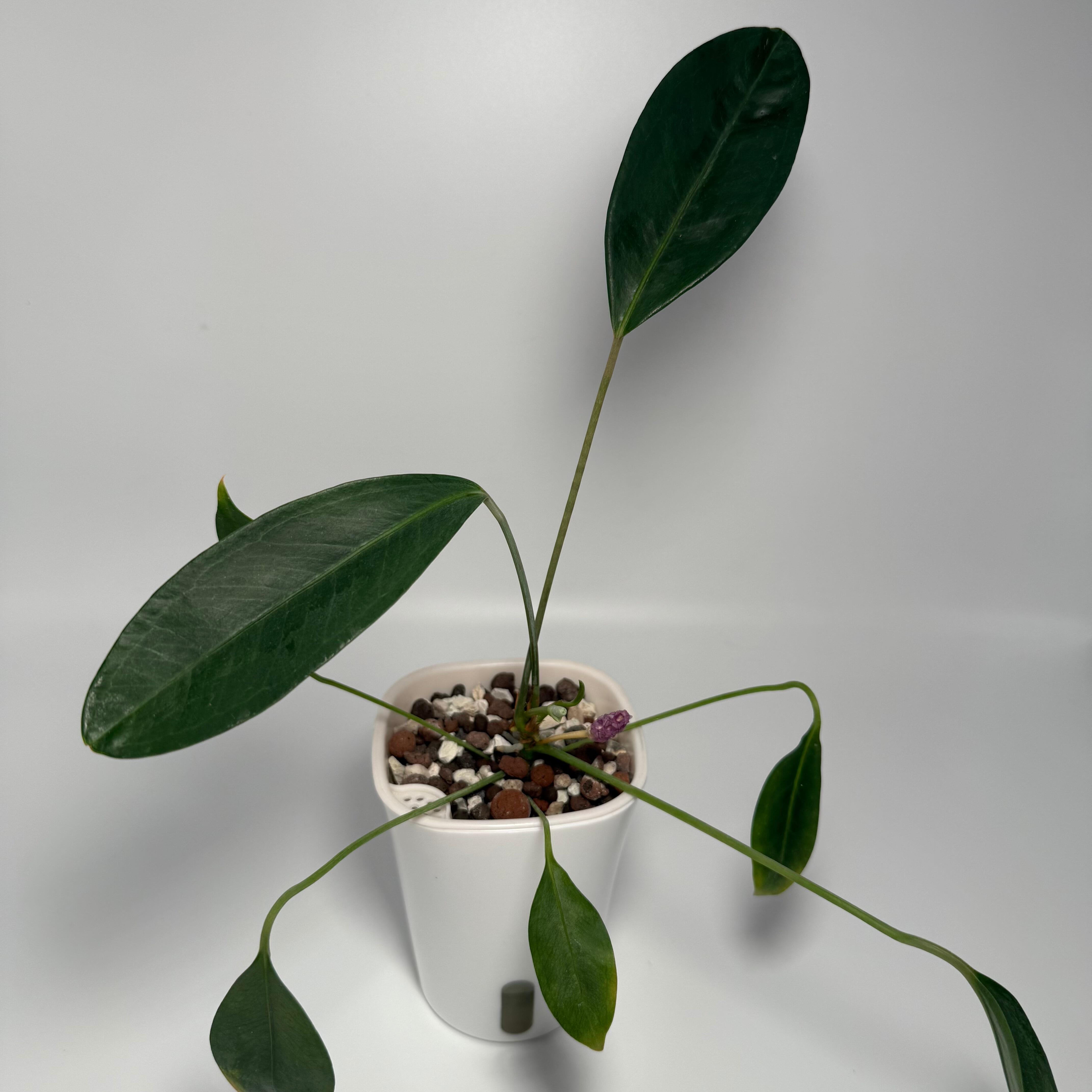 Mother plant