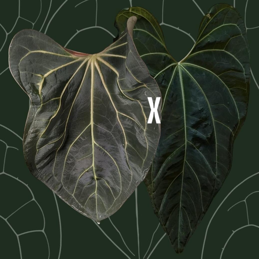 Parent plants