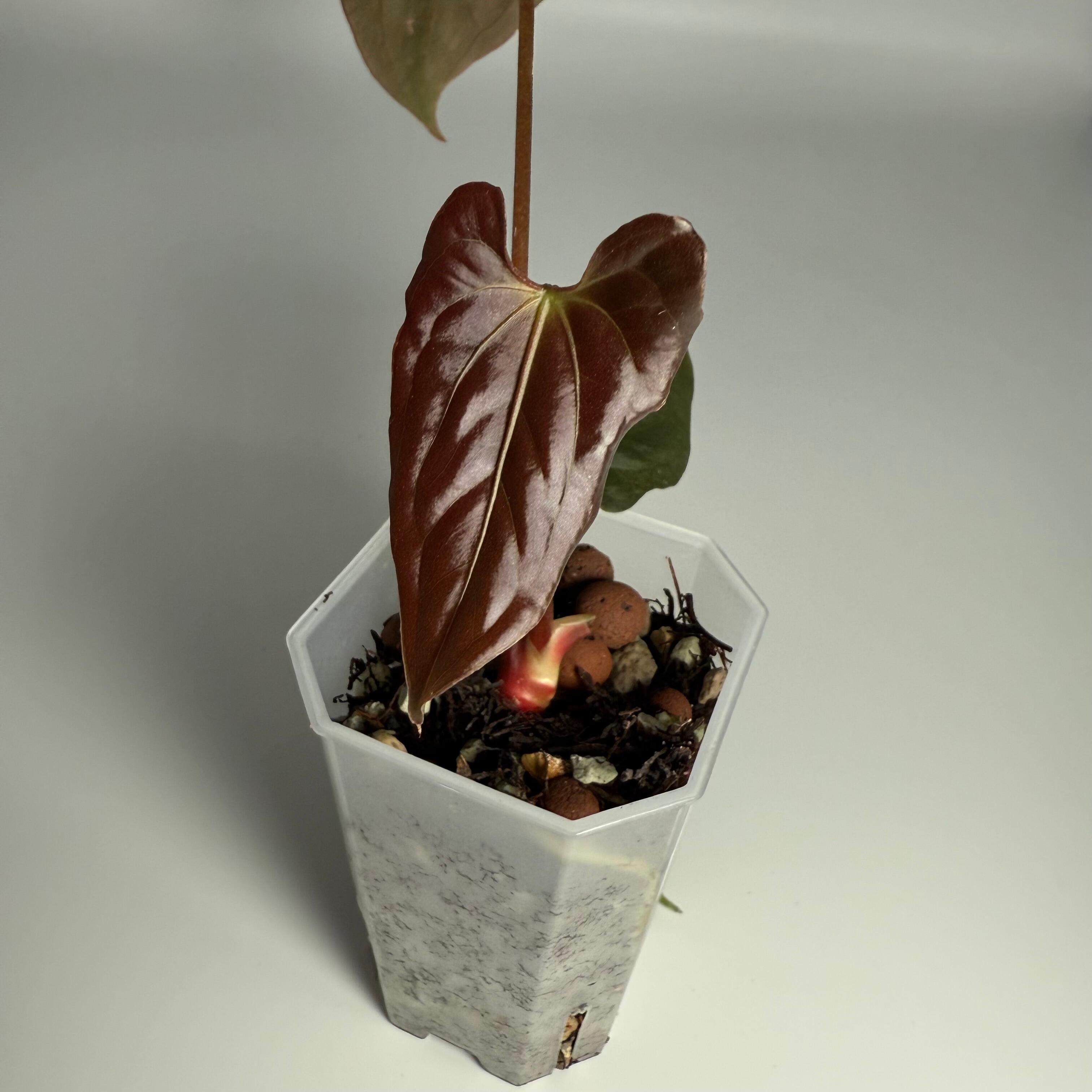Plant for sale
