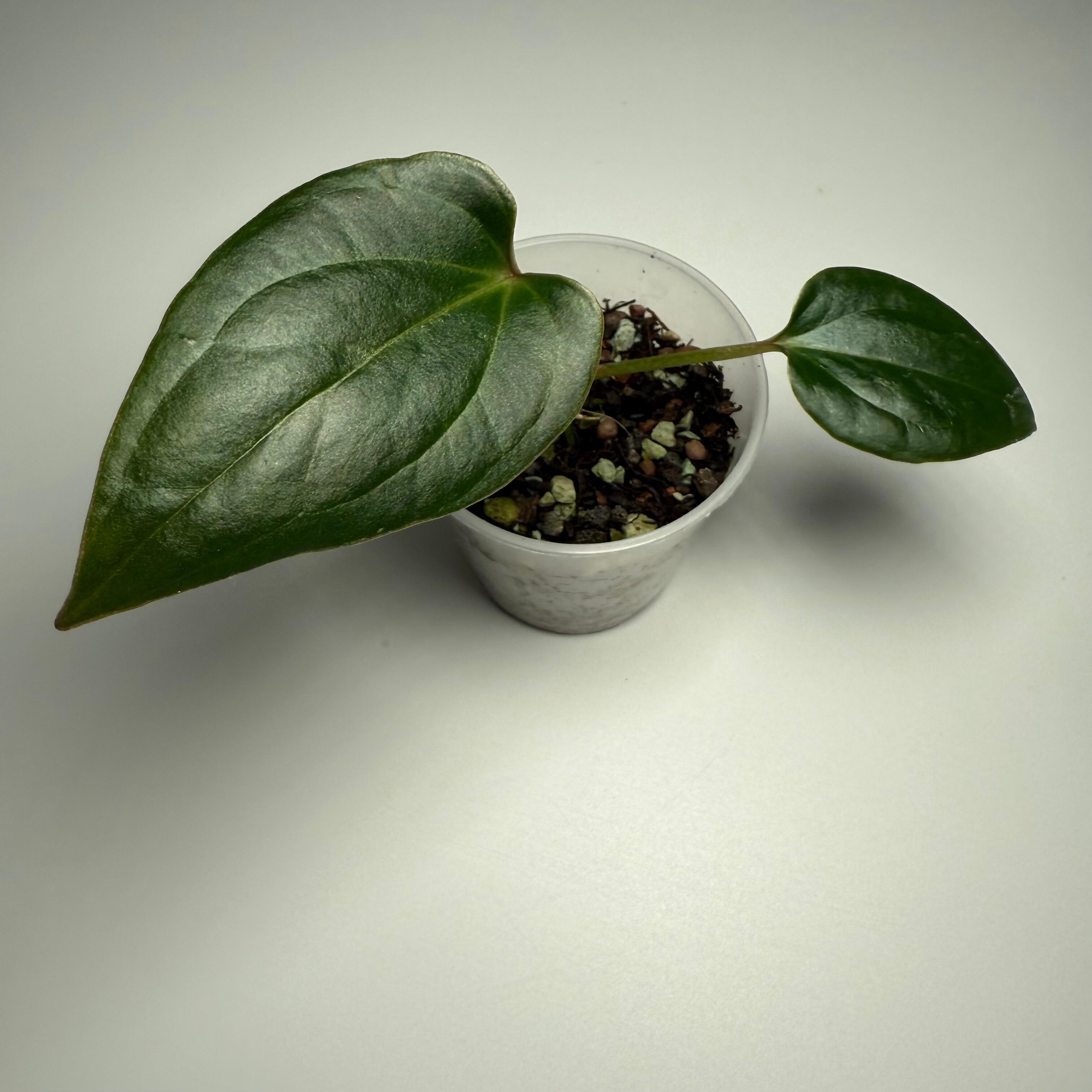 Plant for sale