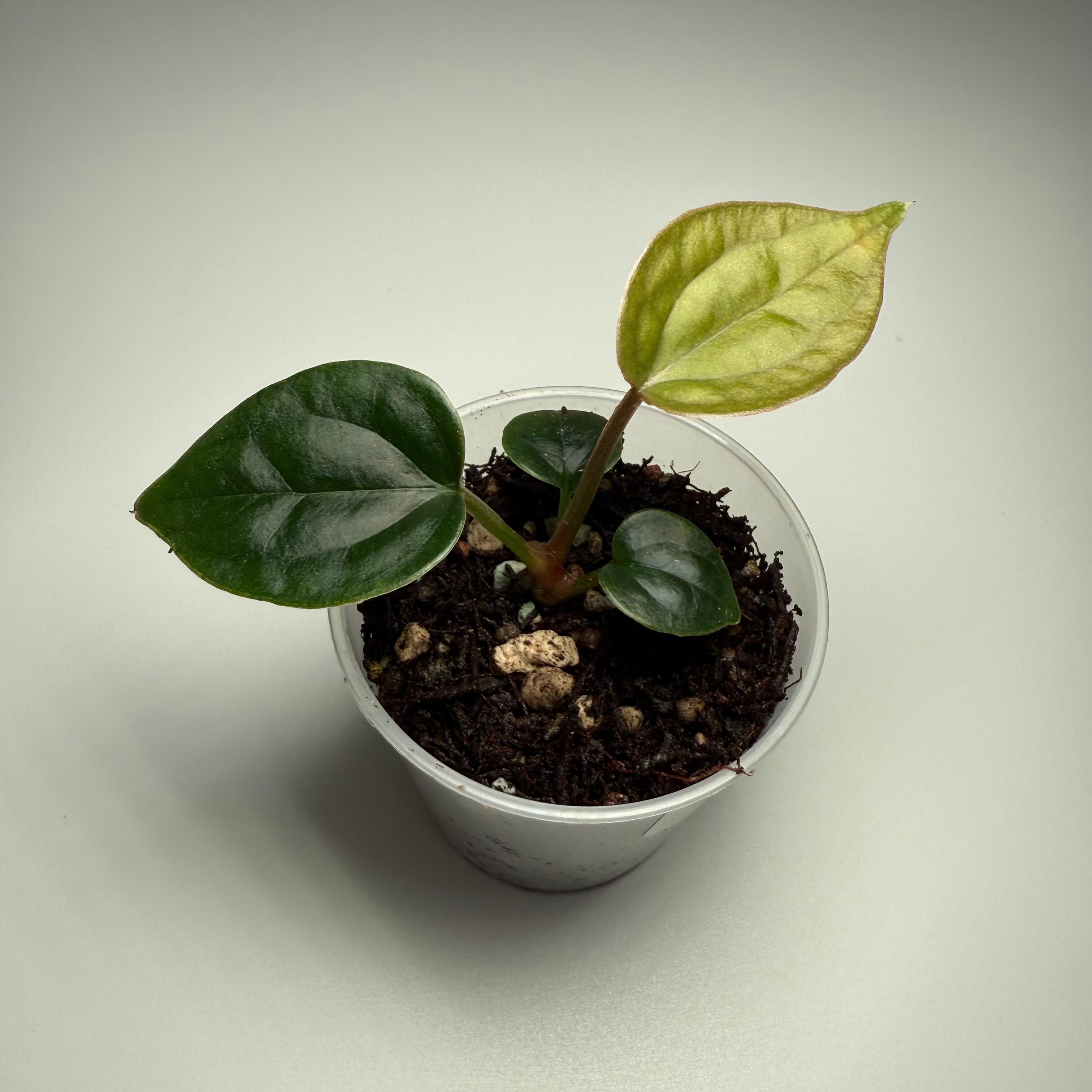 Plant C