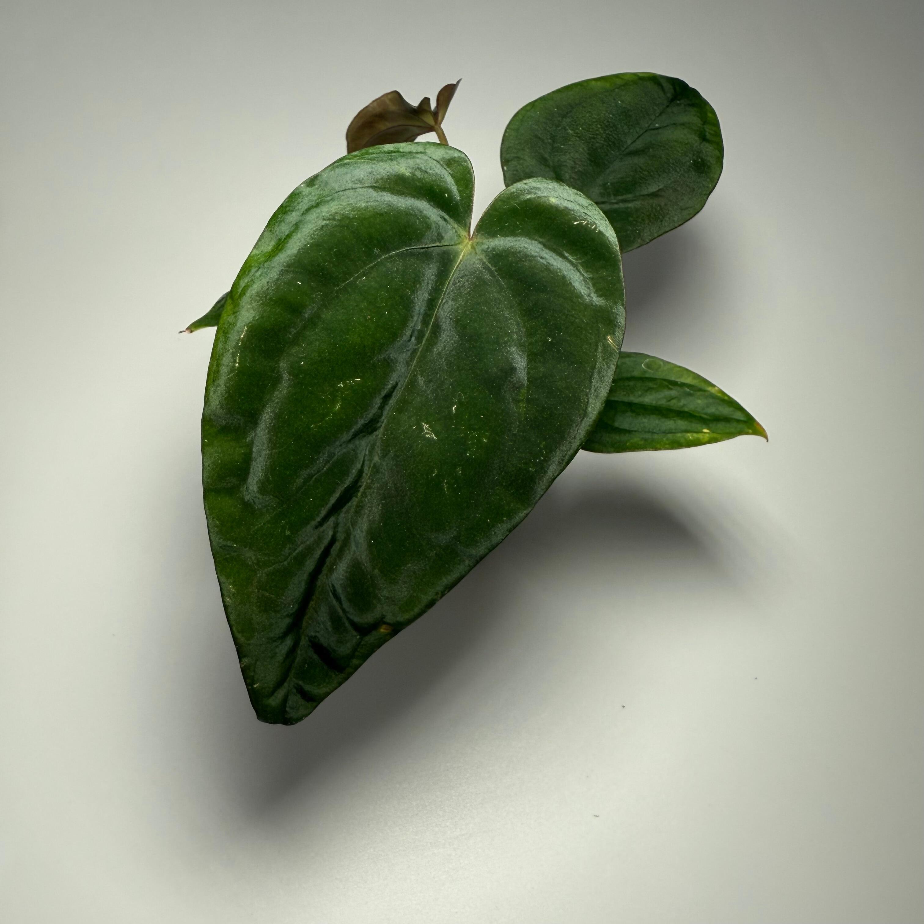 Plant for sale