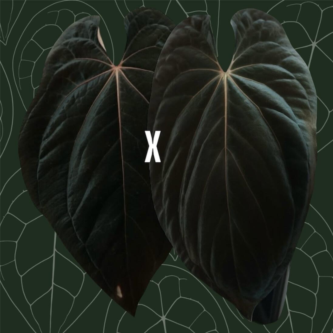 Parent plants