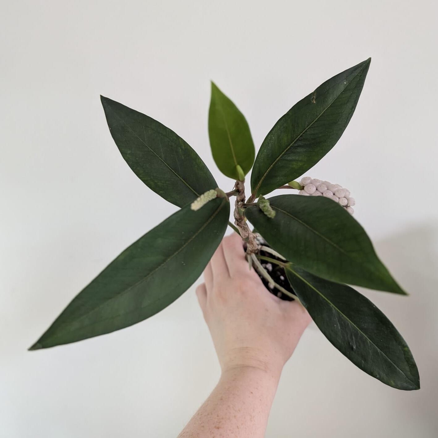 Mother plant