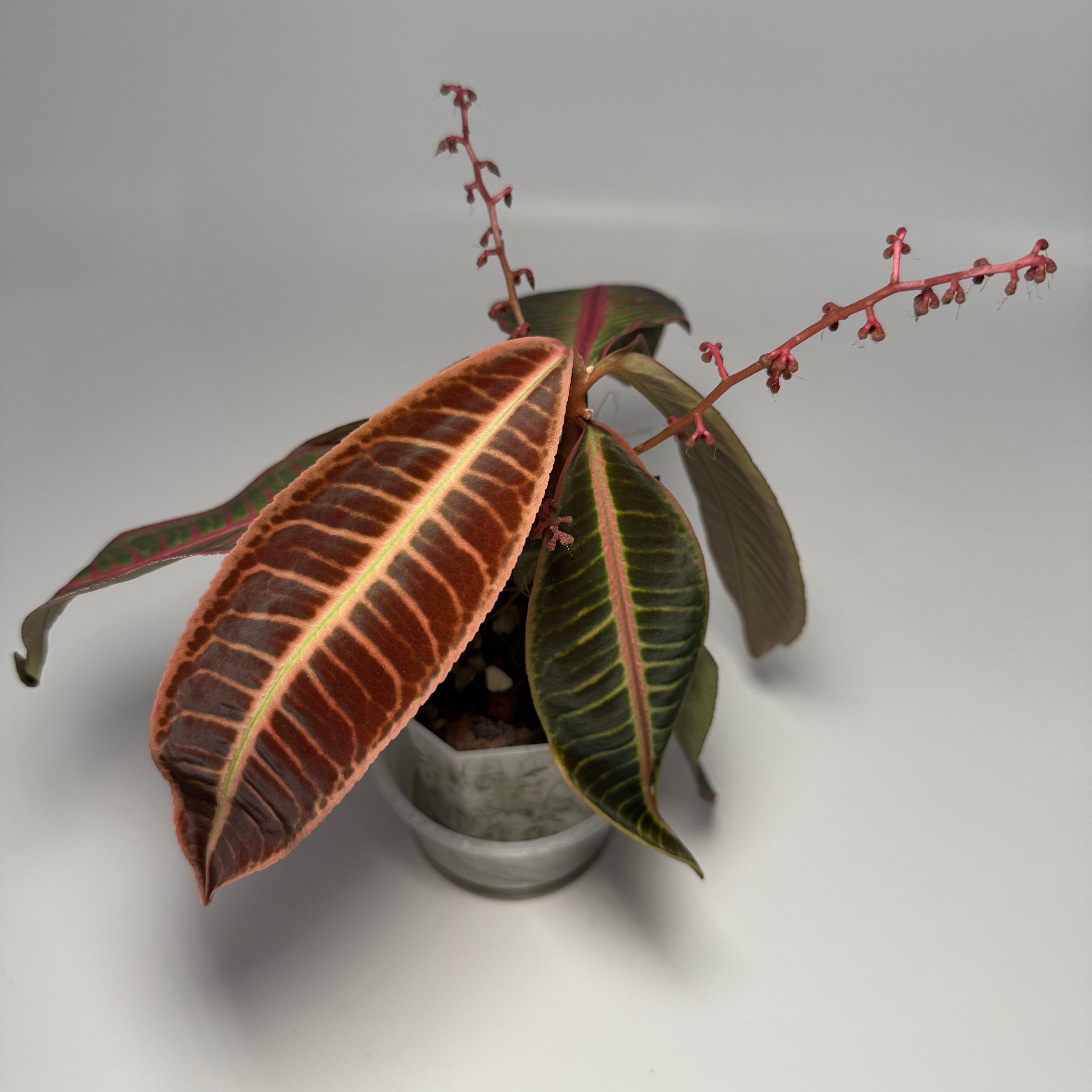 Plant for sale