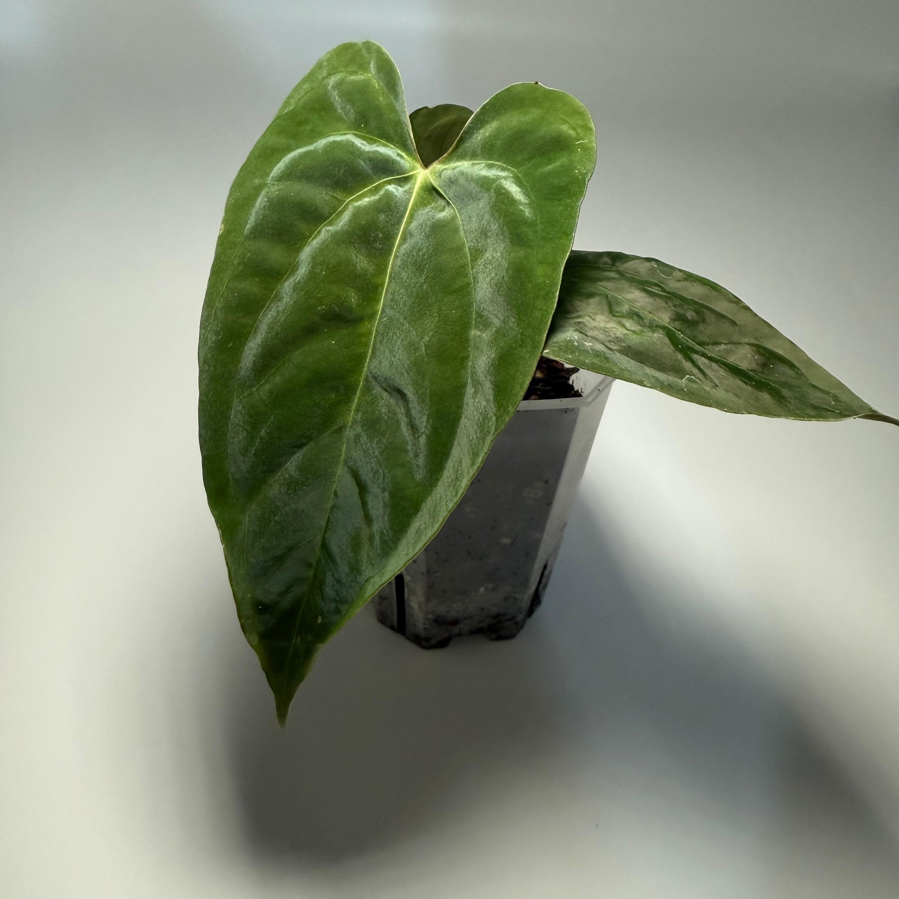 Plant J