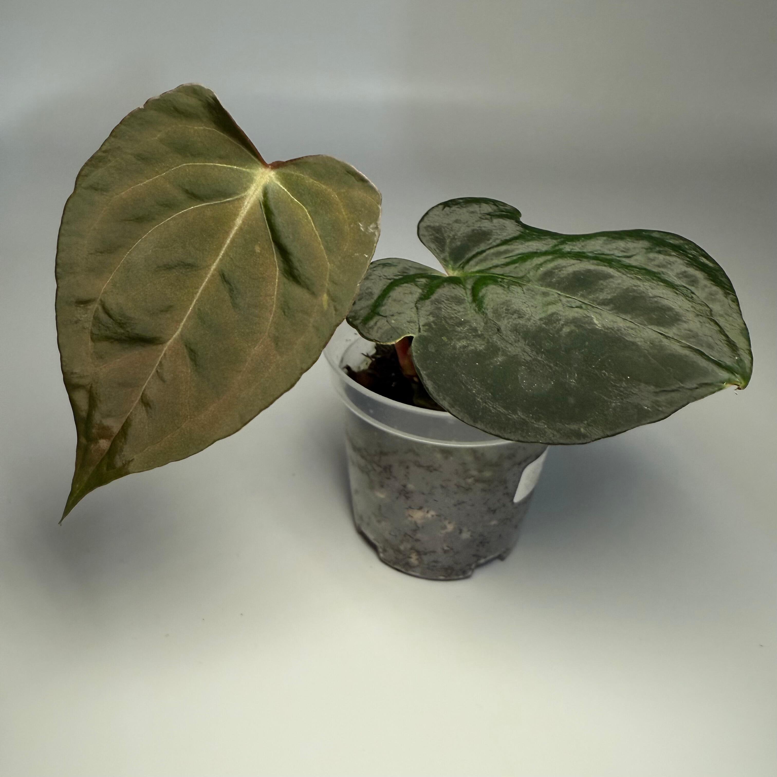 Plant for sale