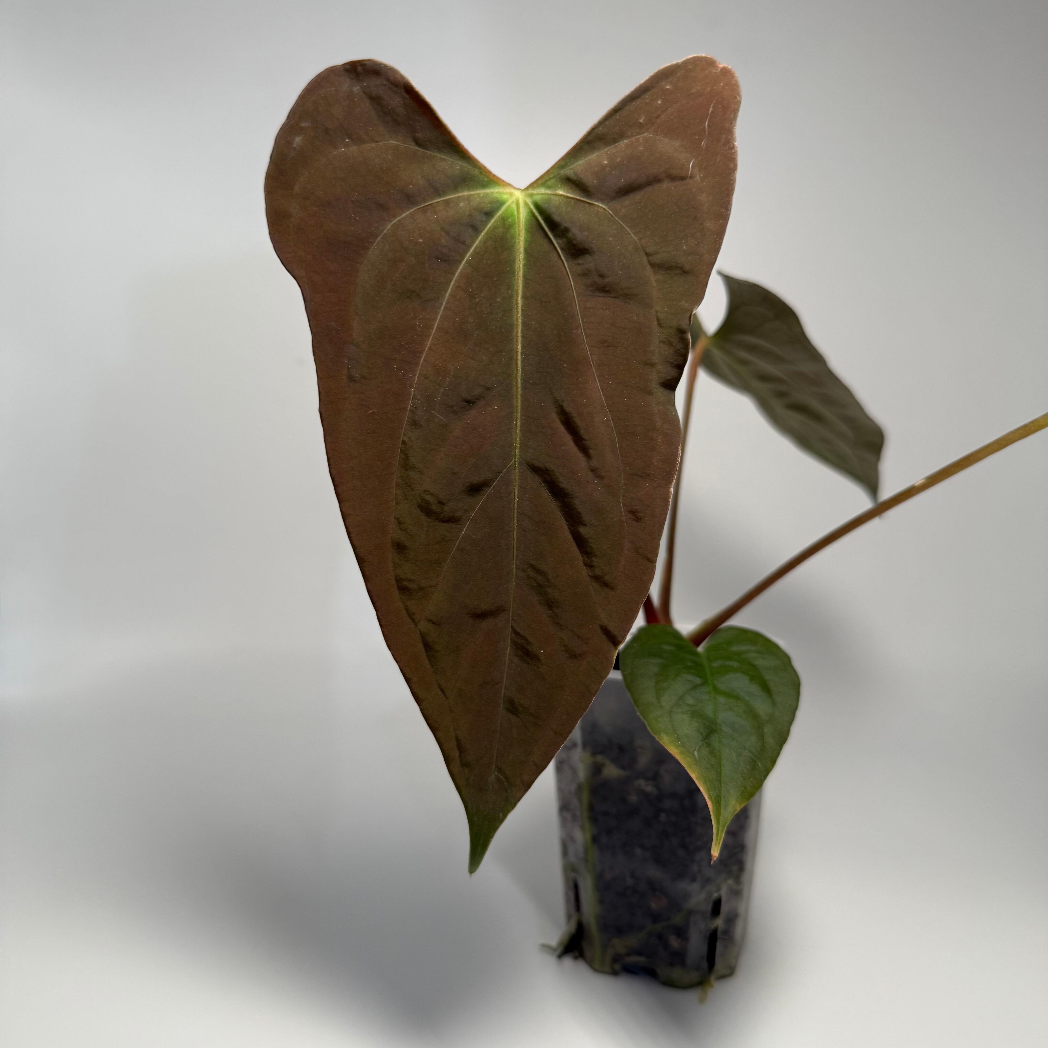 Plant for sale