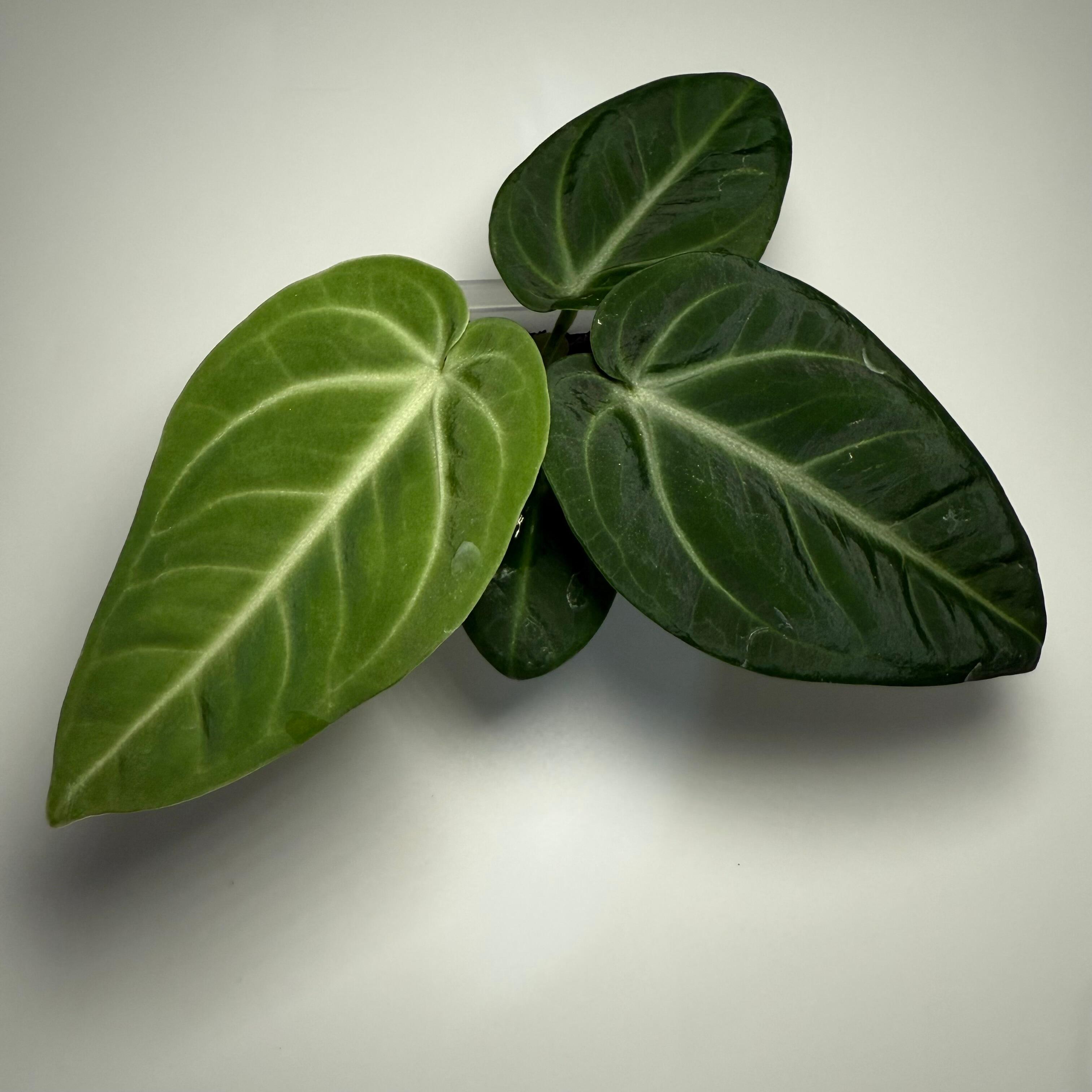 Plant B