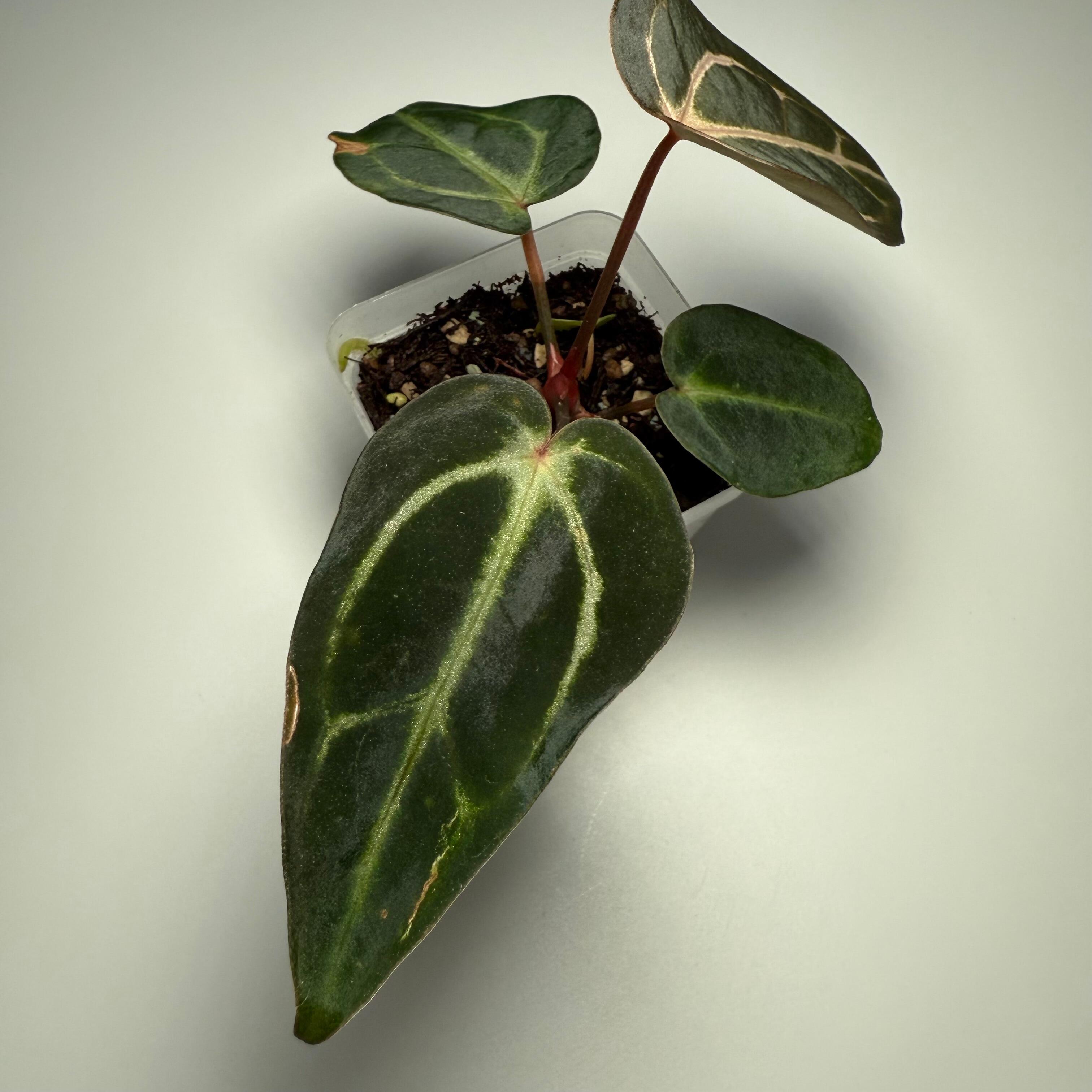 Seedling for sale