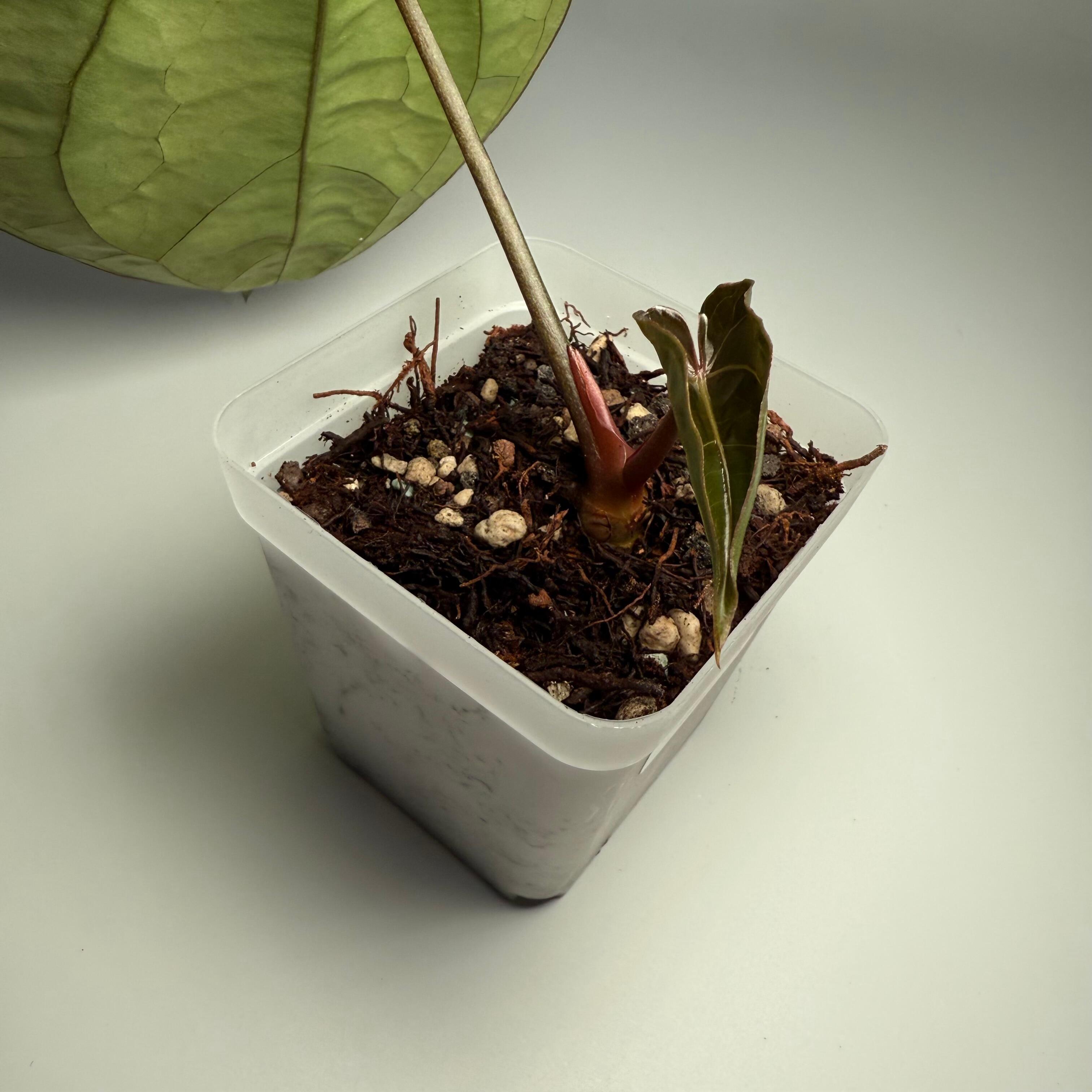 Plant for sale