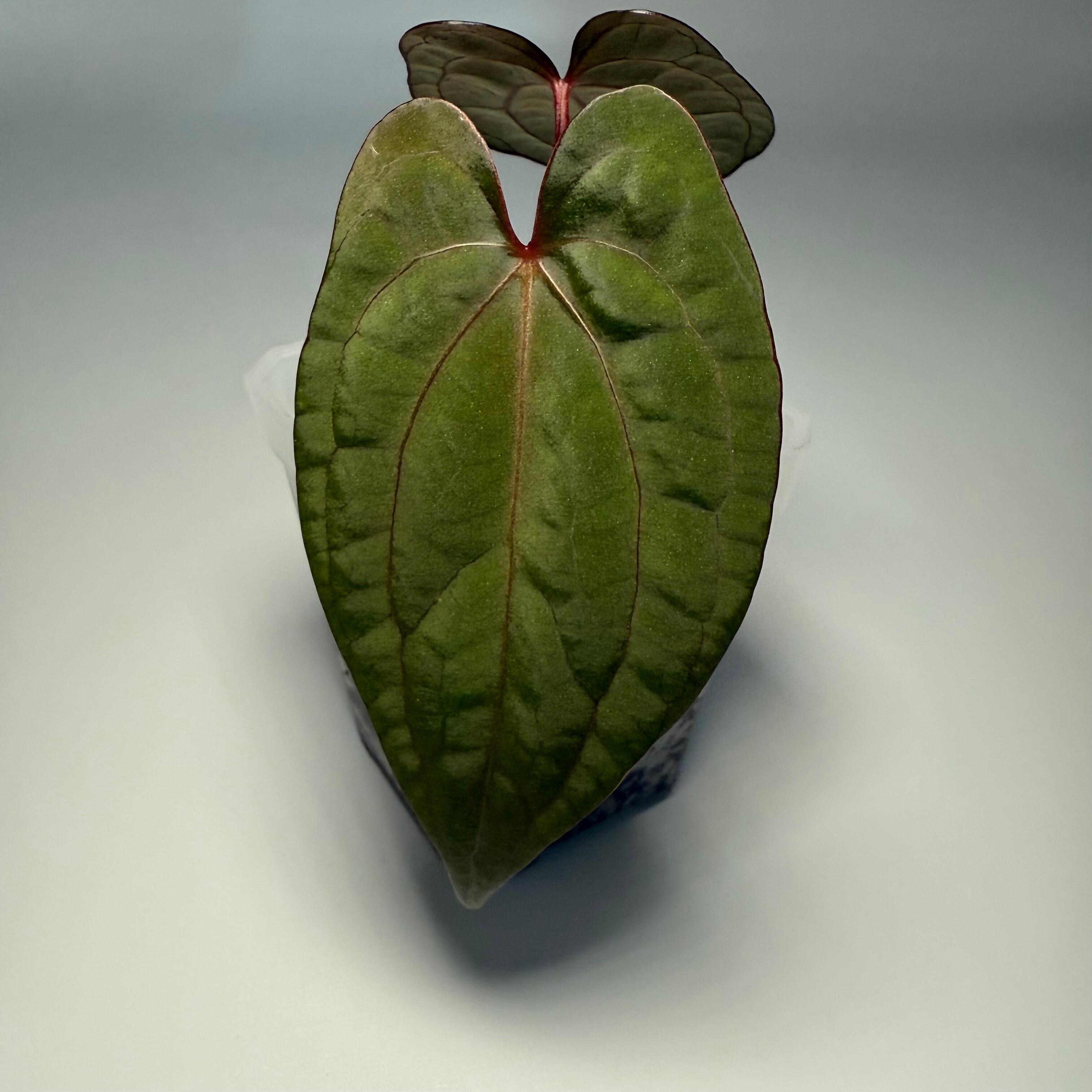 Anthurium Red Vein Dark Phoenix (clone)
