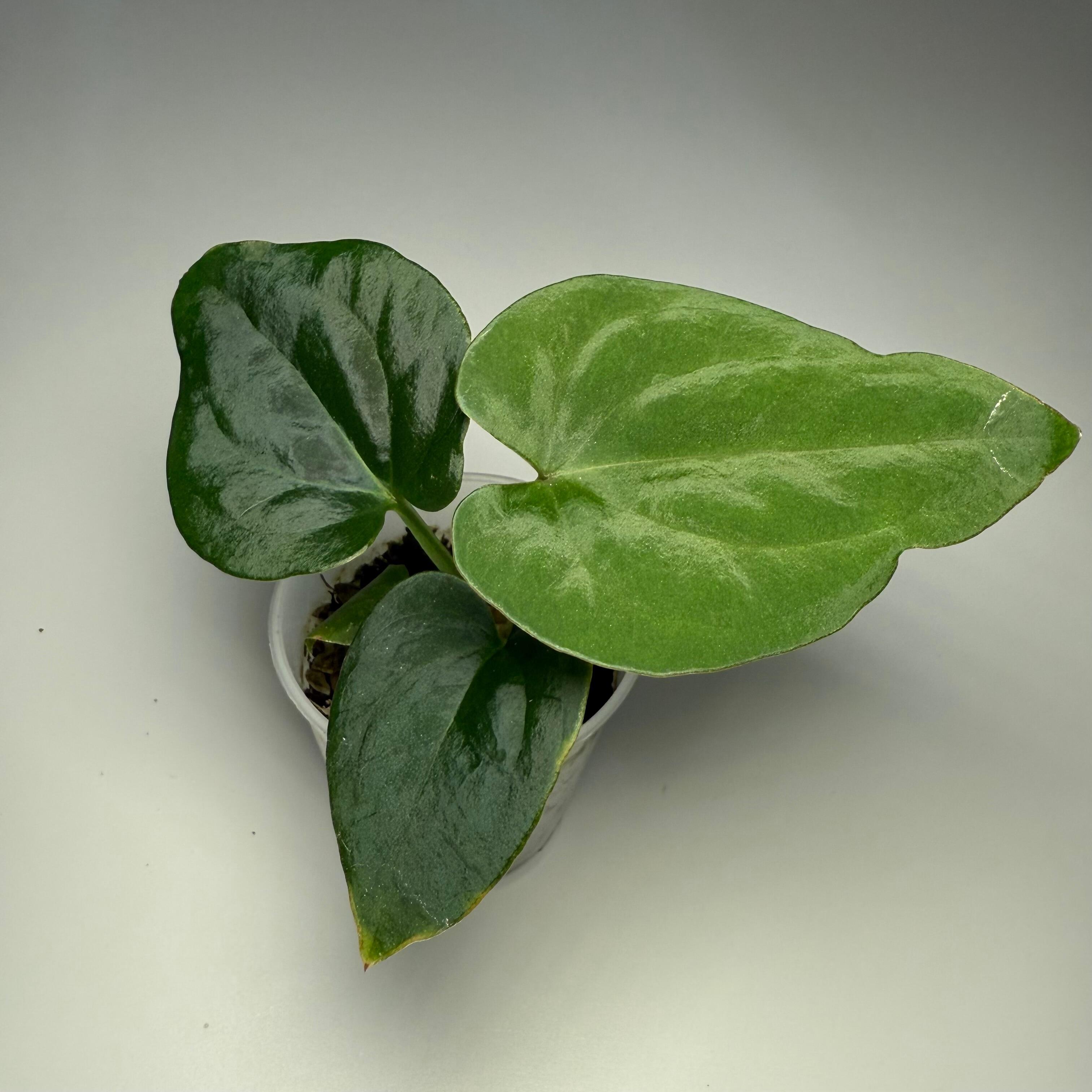 Plant D