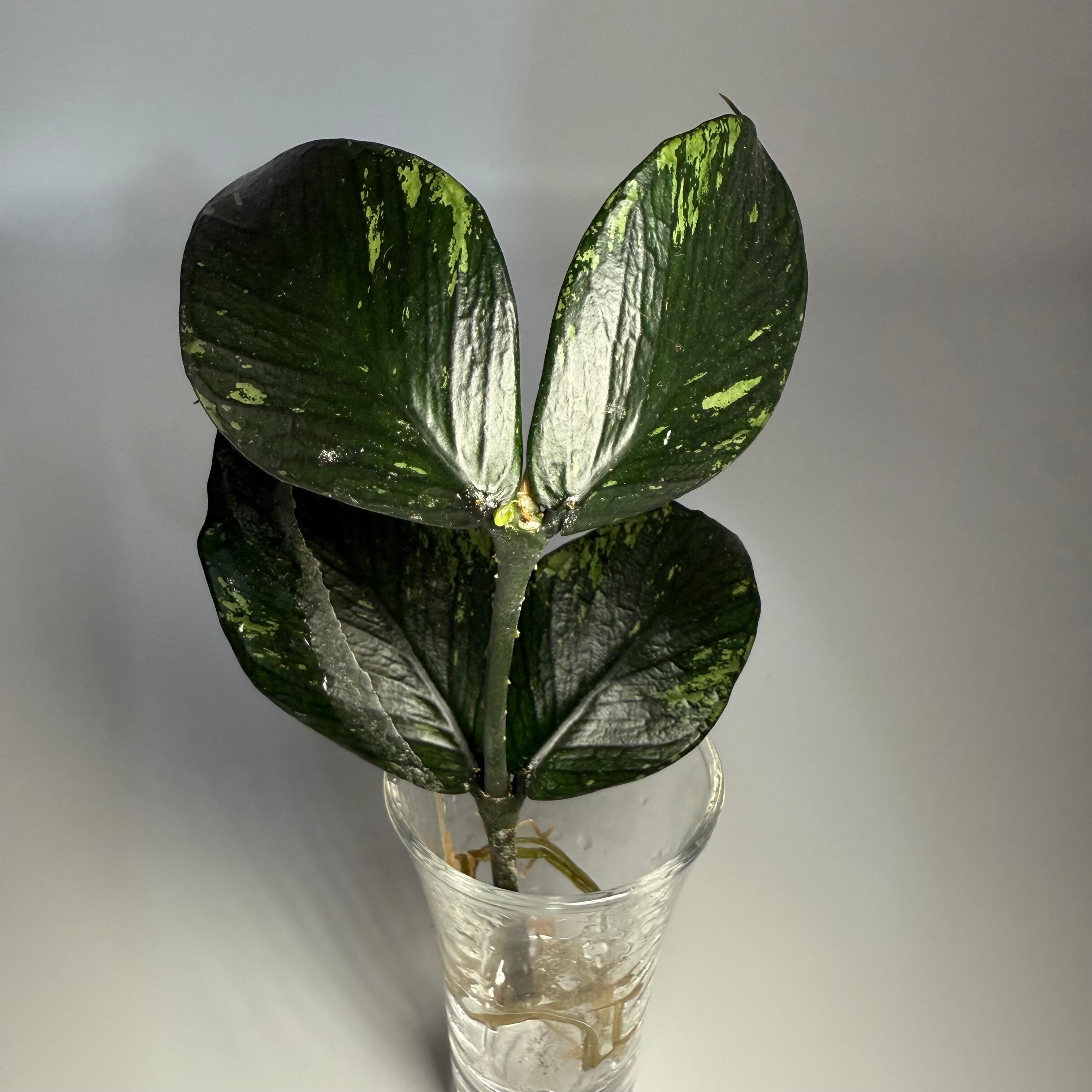 Prop for sale