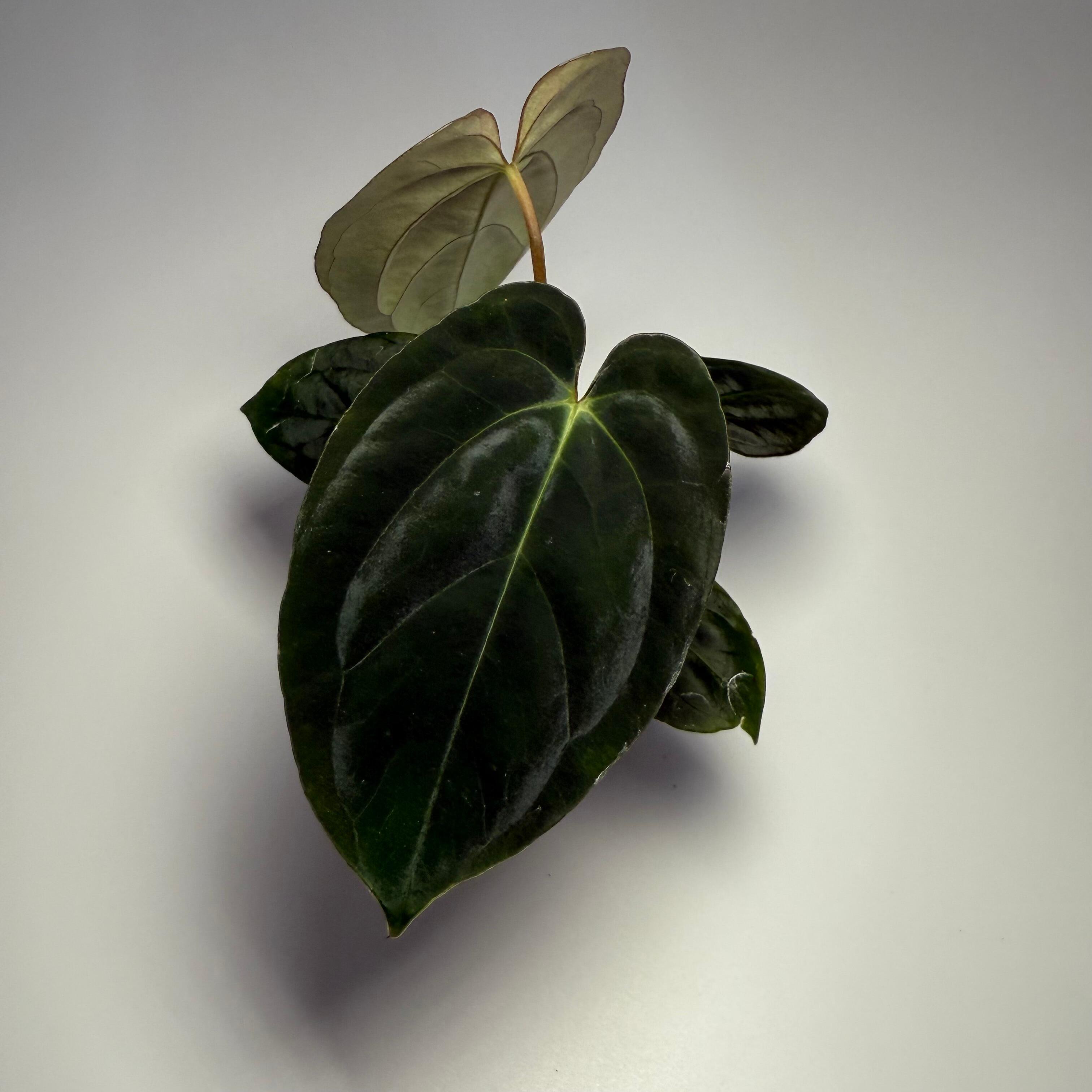 Plant for sale