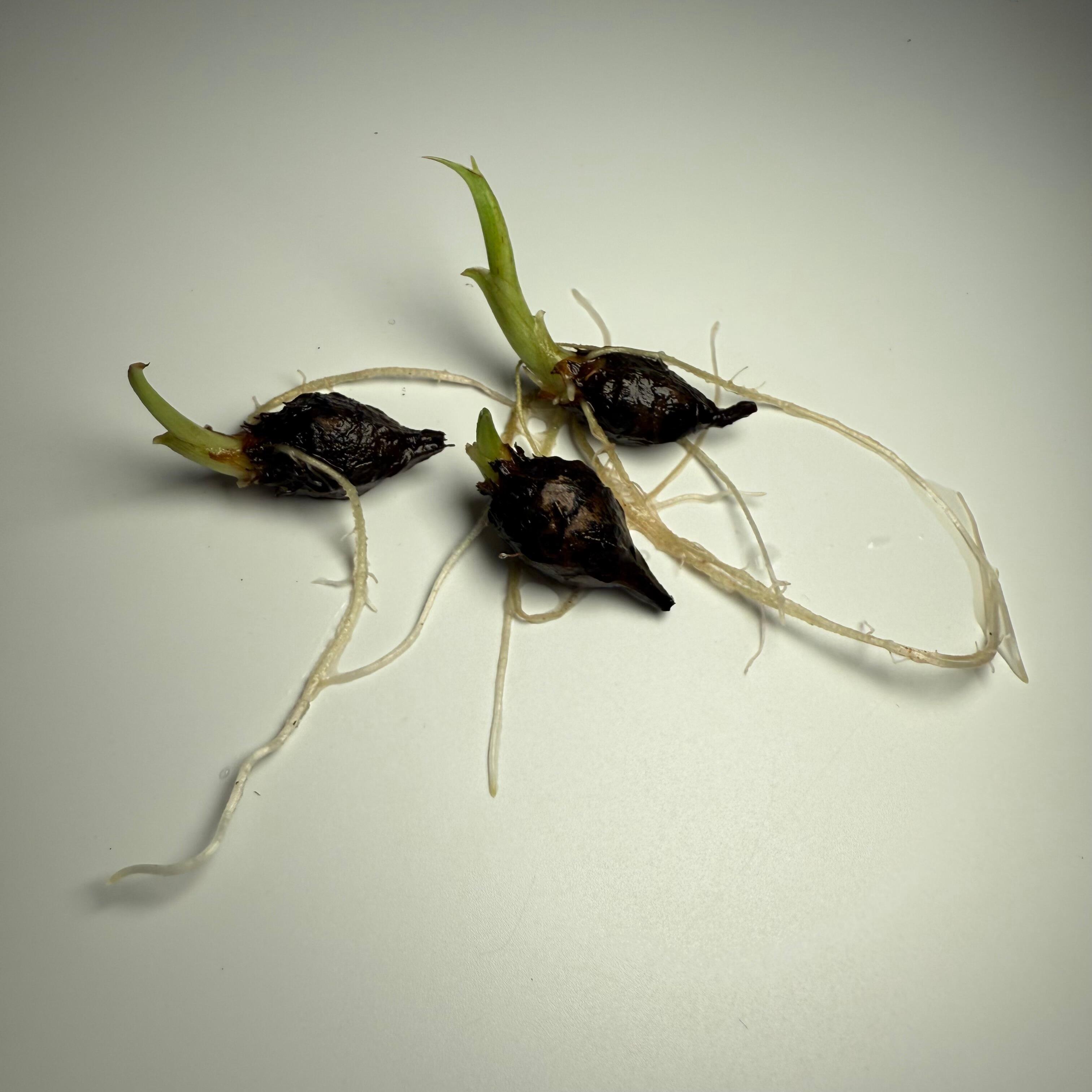 Sprouted corms for sale