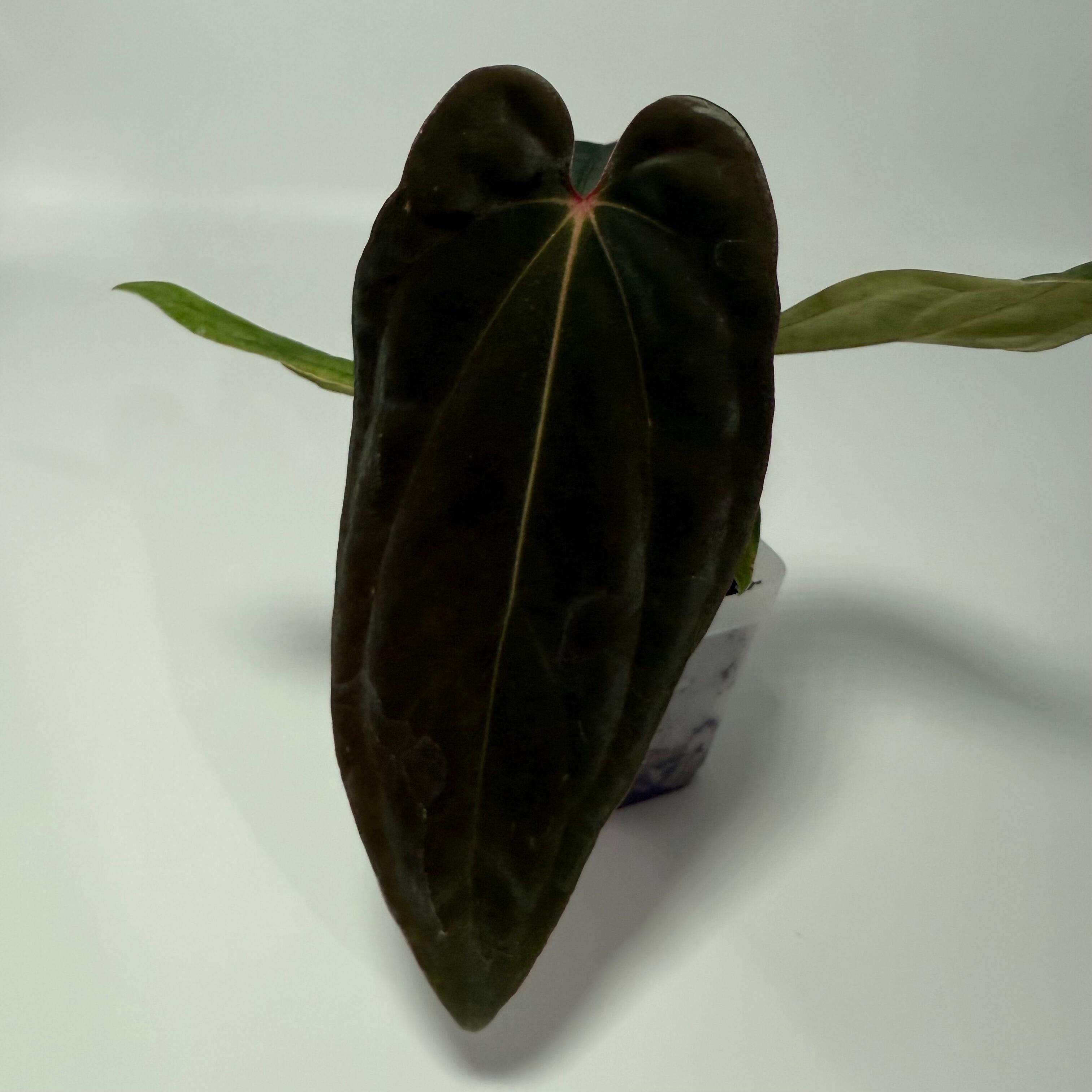 アンスリウムantolakii Tezula✖️（dark mama✖️RVDP） アンスリウム