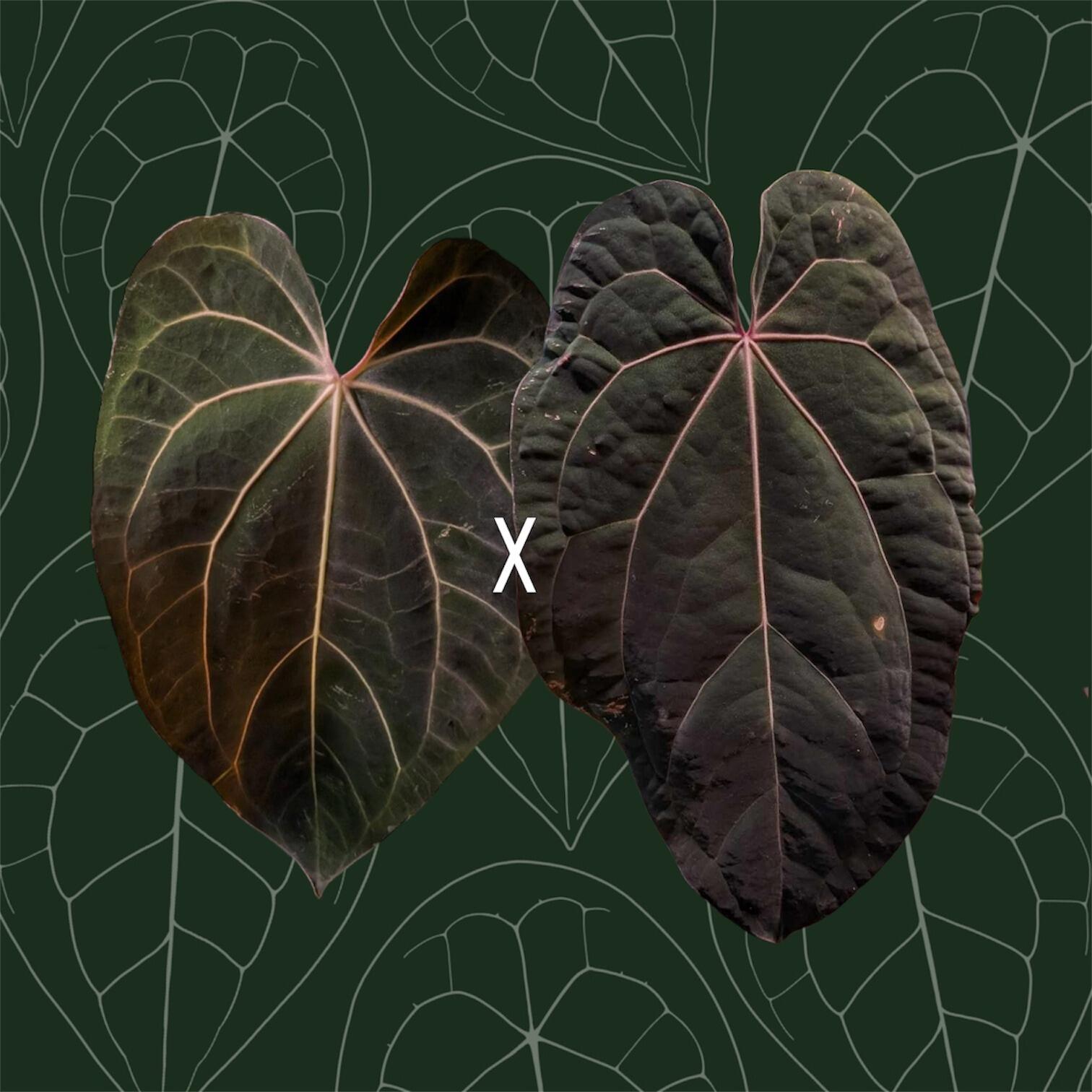 _Anthurium (carlablackiae x AOS) x (Grey Boy x antolakii / BVEP)