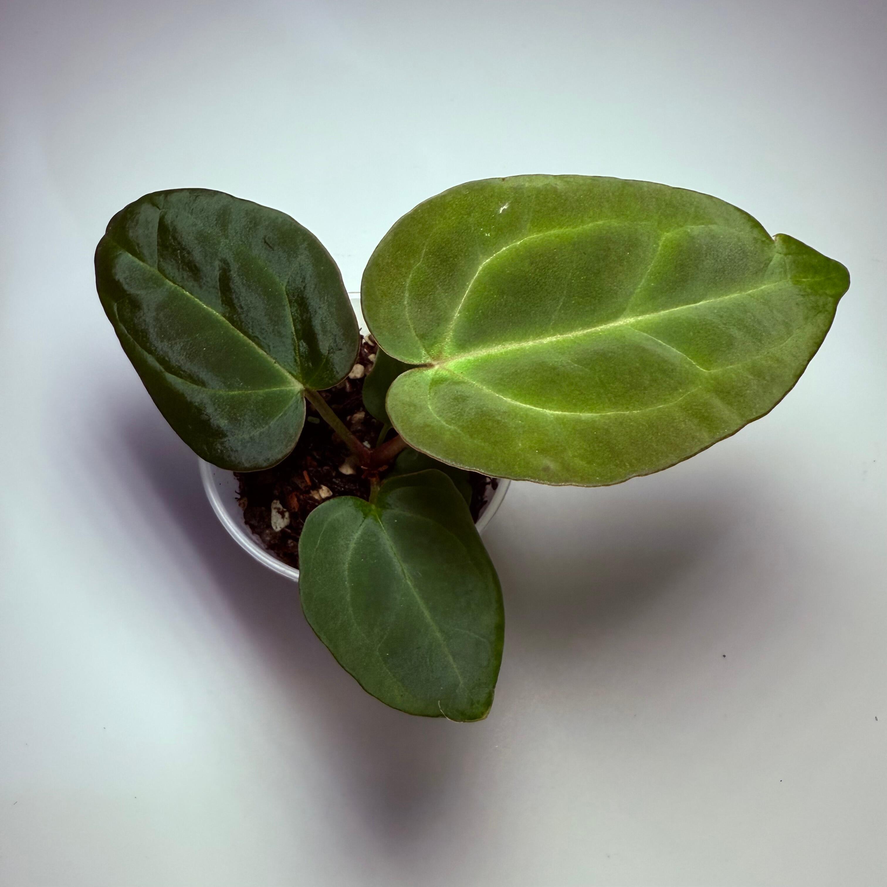 _Anthurium (Black Widow x Michelle) x Dark Web