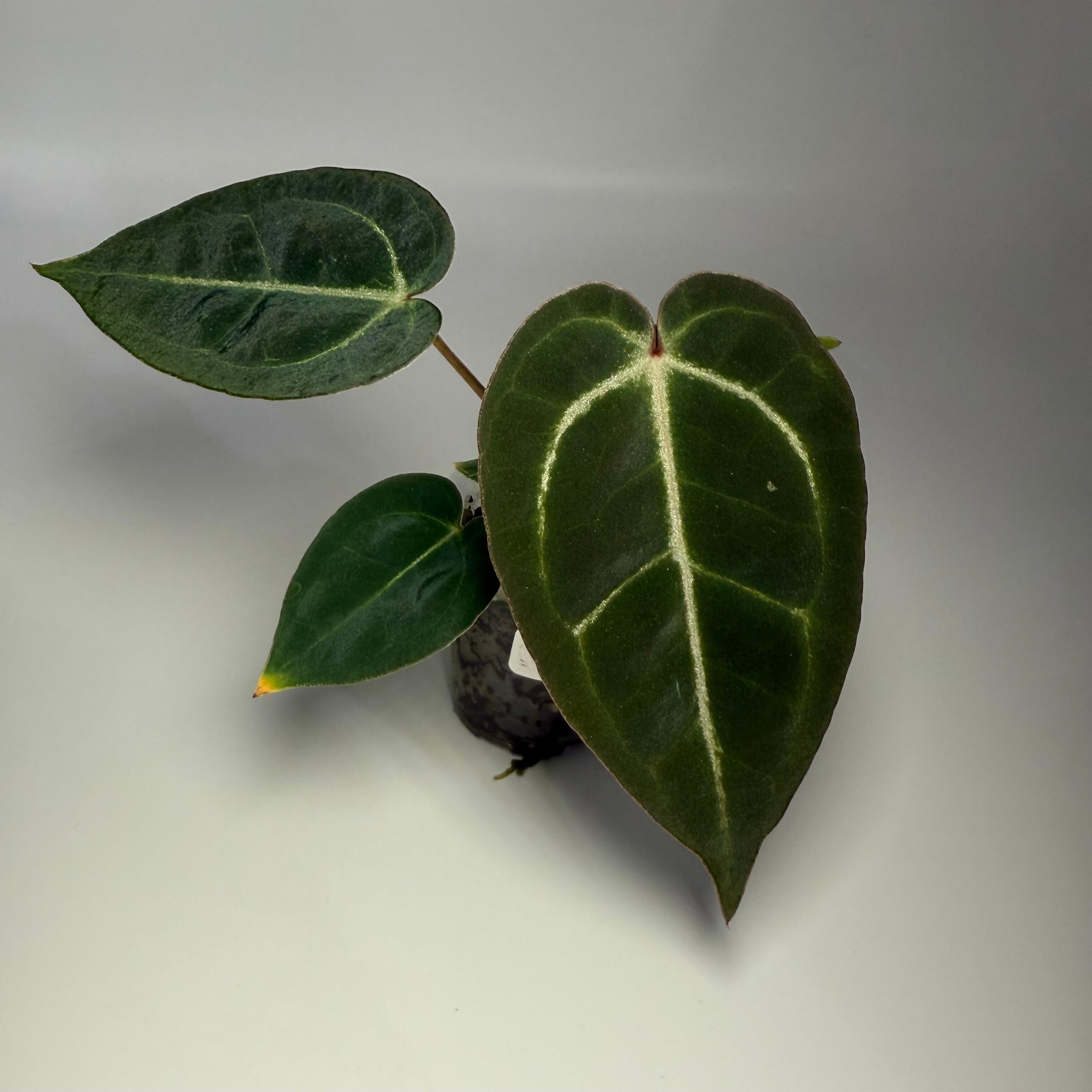 _Anthurium papillilaminum x (Fort Sherman self x antolakii)