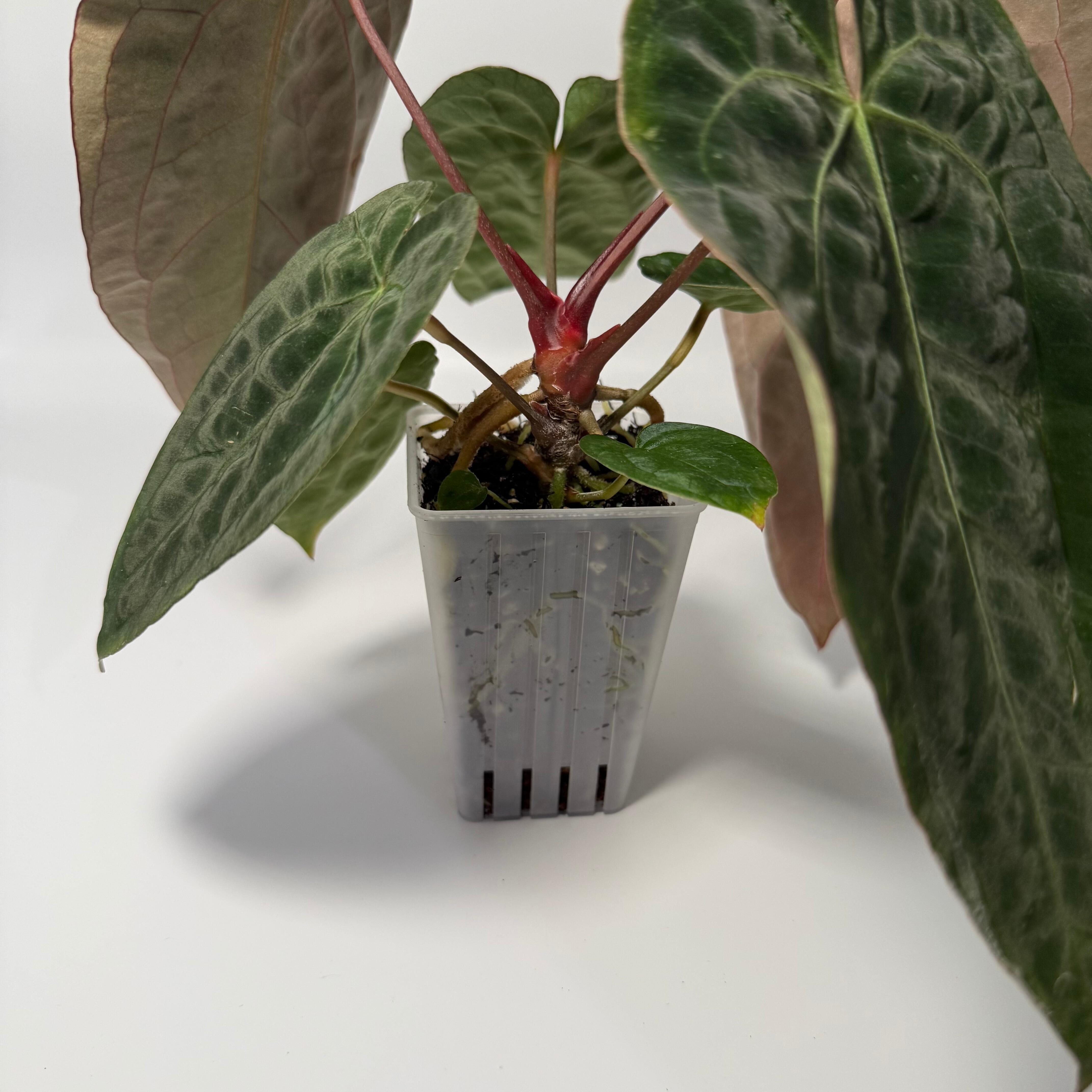 anthurium blackwidow×michelle×サーカス anthurium blackwidow×michelle×サーカス anthurium blackwidow