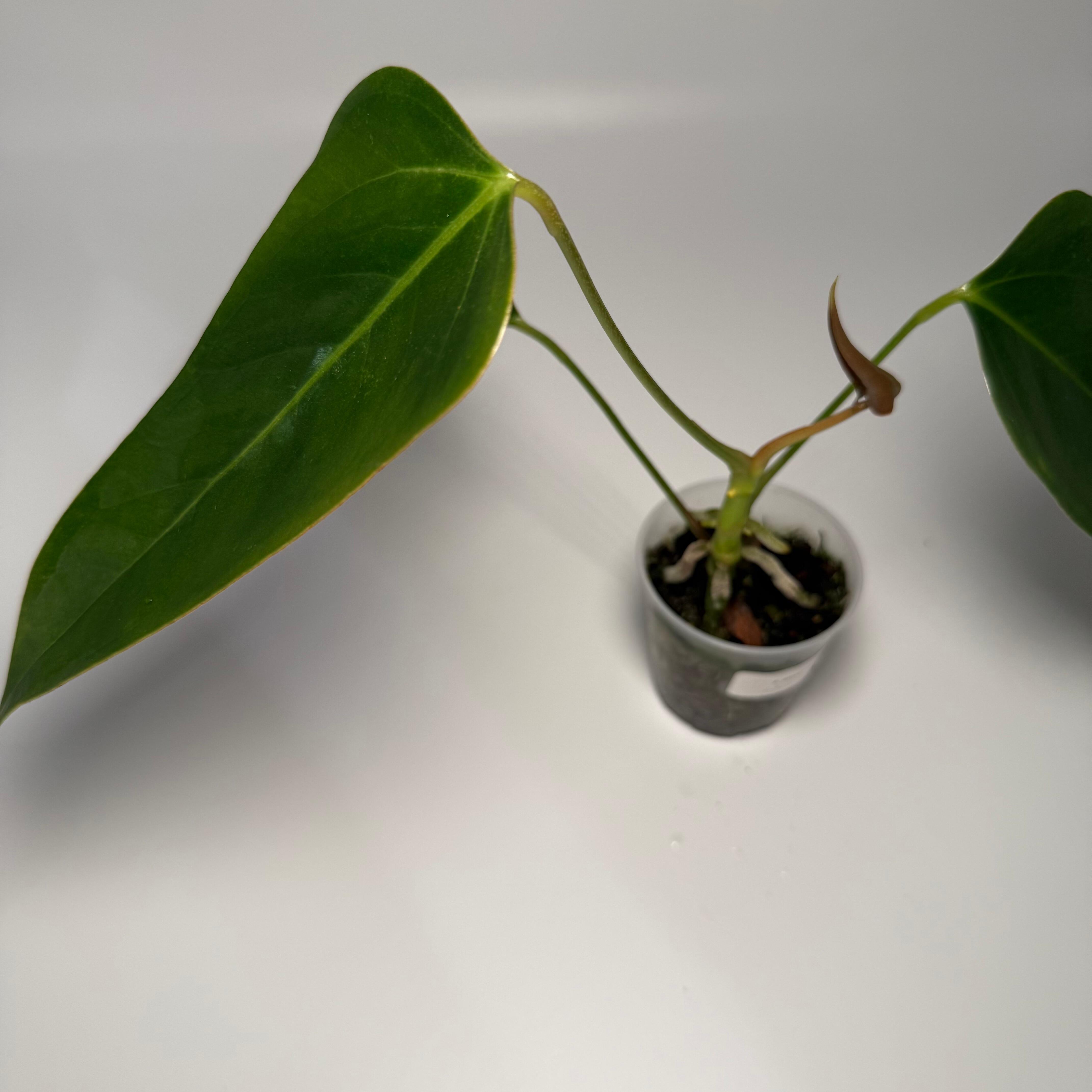 Anthurium subsignatum