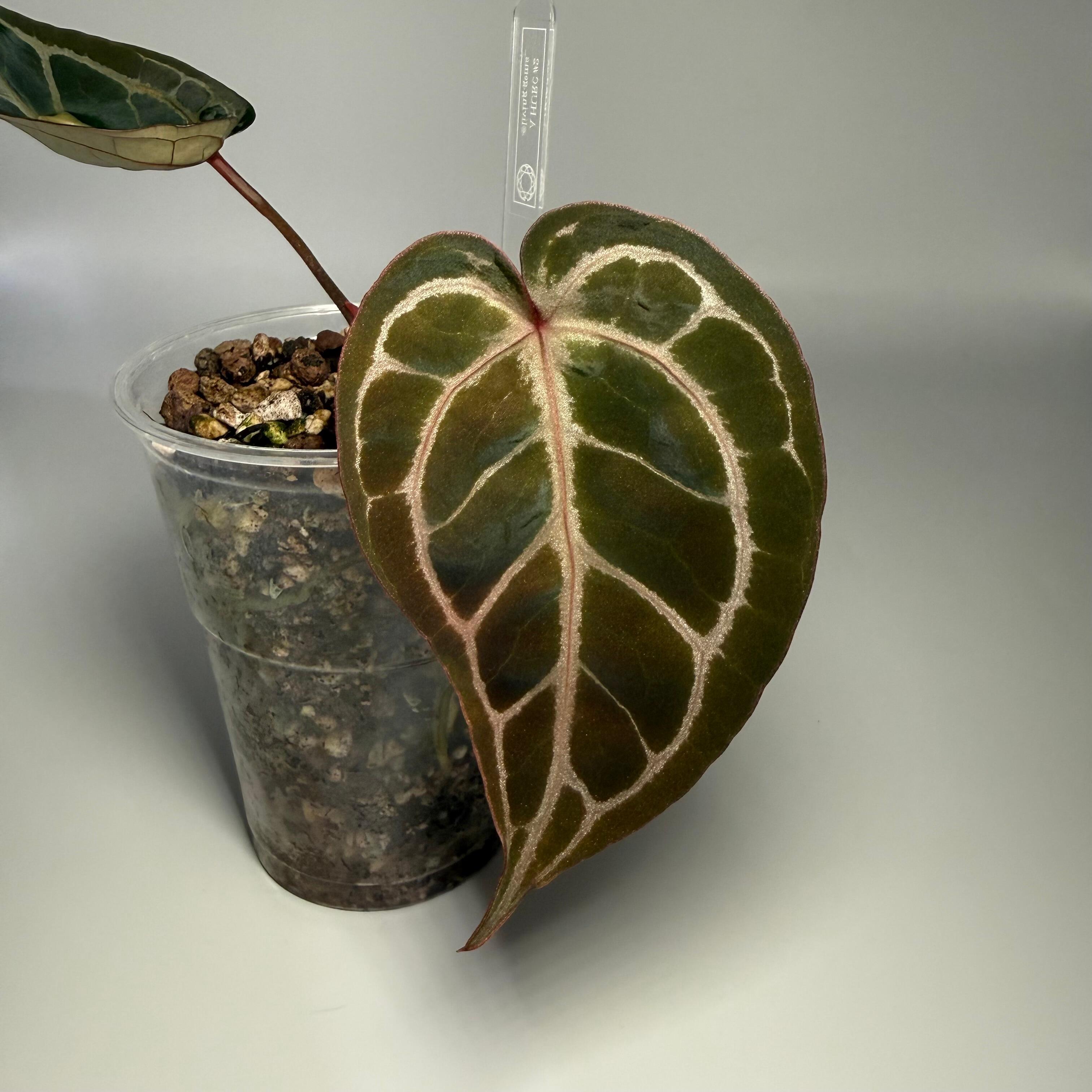 _Anthurium HURC (HU/KoS x Red Crystal)