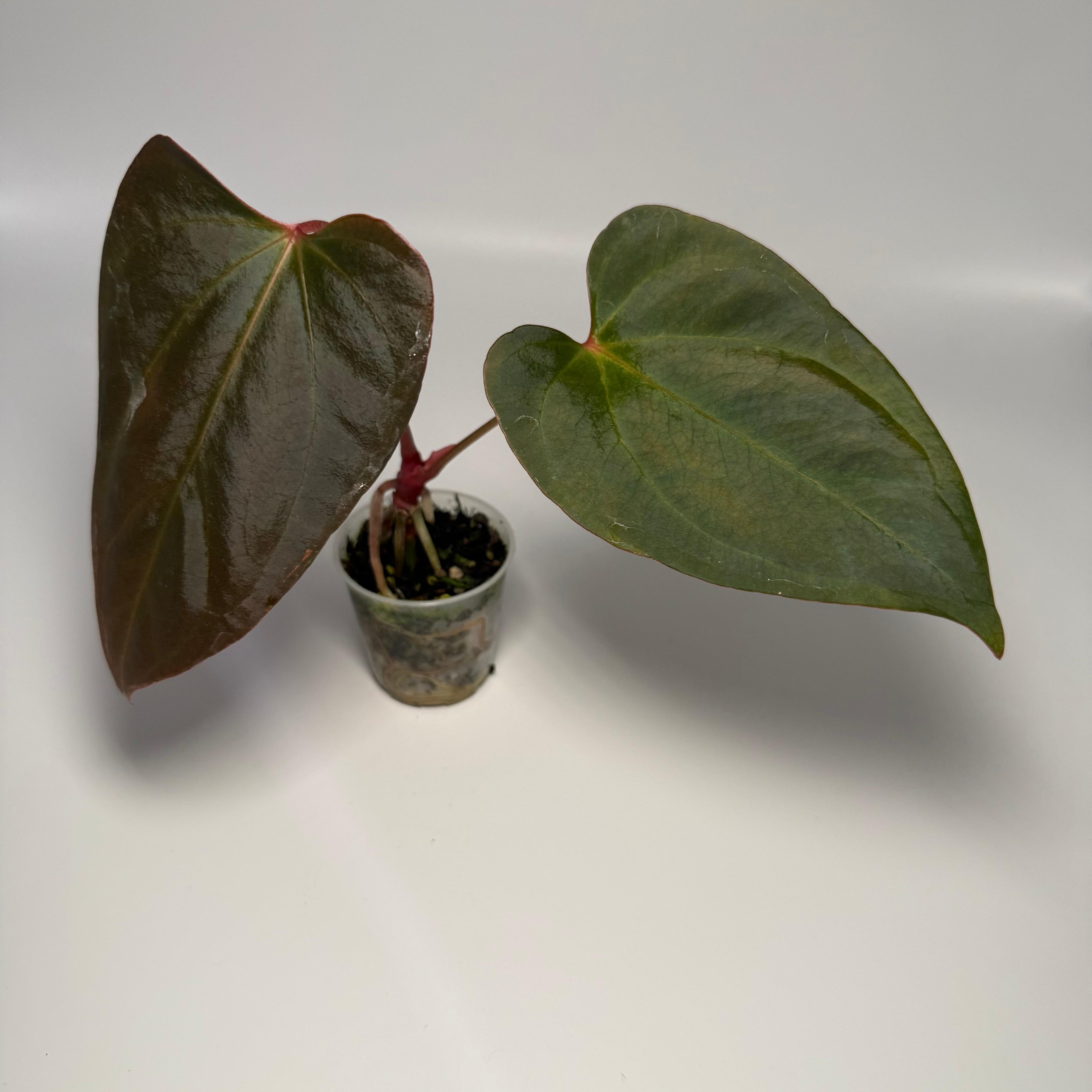 _Anthurium Mr. Worldwide x antolakii AKA BVEP