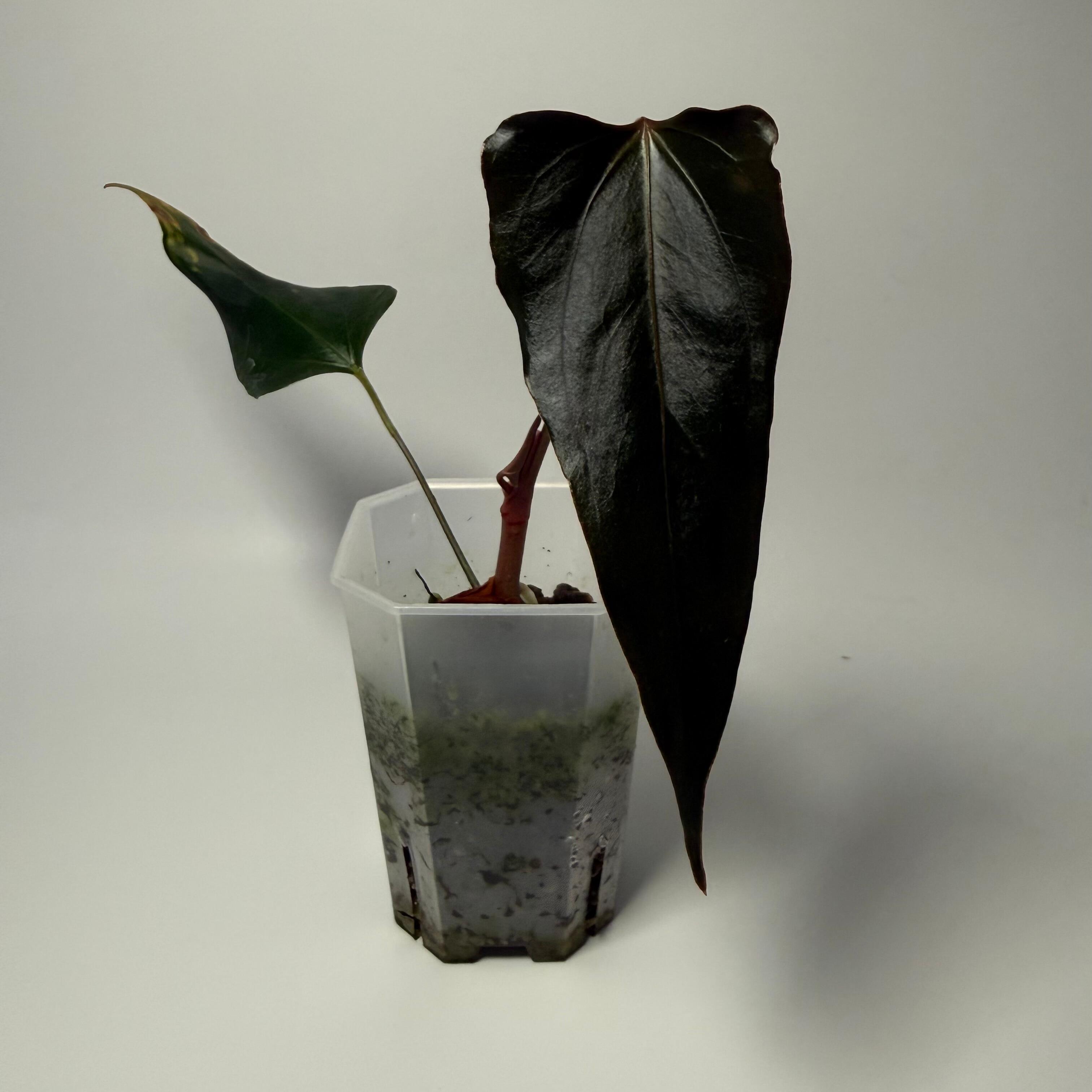 Anthurium Black Sweet x warocqueanum