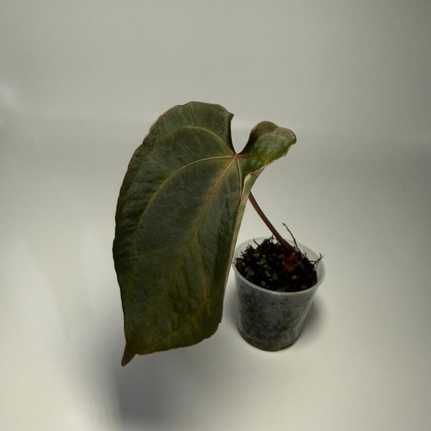 Anthurium (FTG crystallinum x Red Crystal?) x open