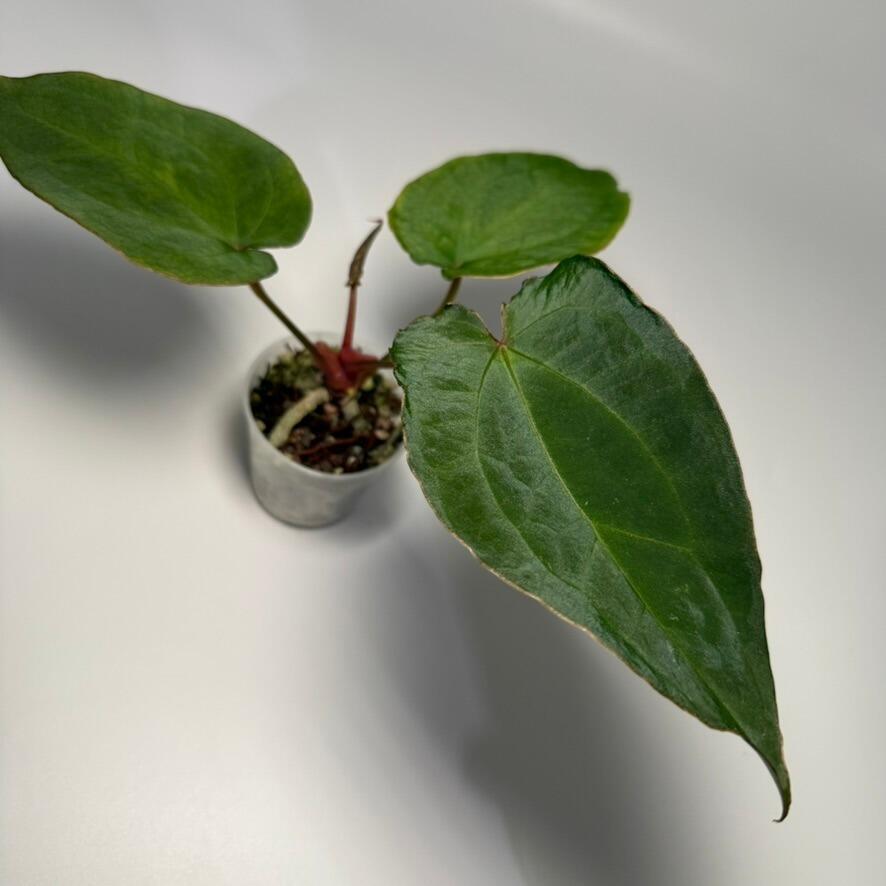 アンスリウム FTG S2 Anthurium FTG crystallinum S2 - メルカリ