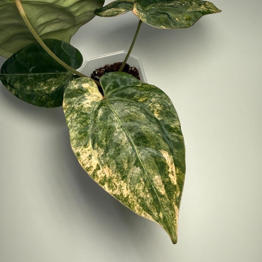 Anthurium papillilaminum var x (NSE port x pap Fort Sherman)