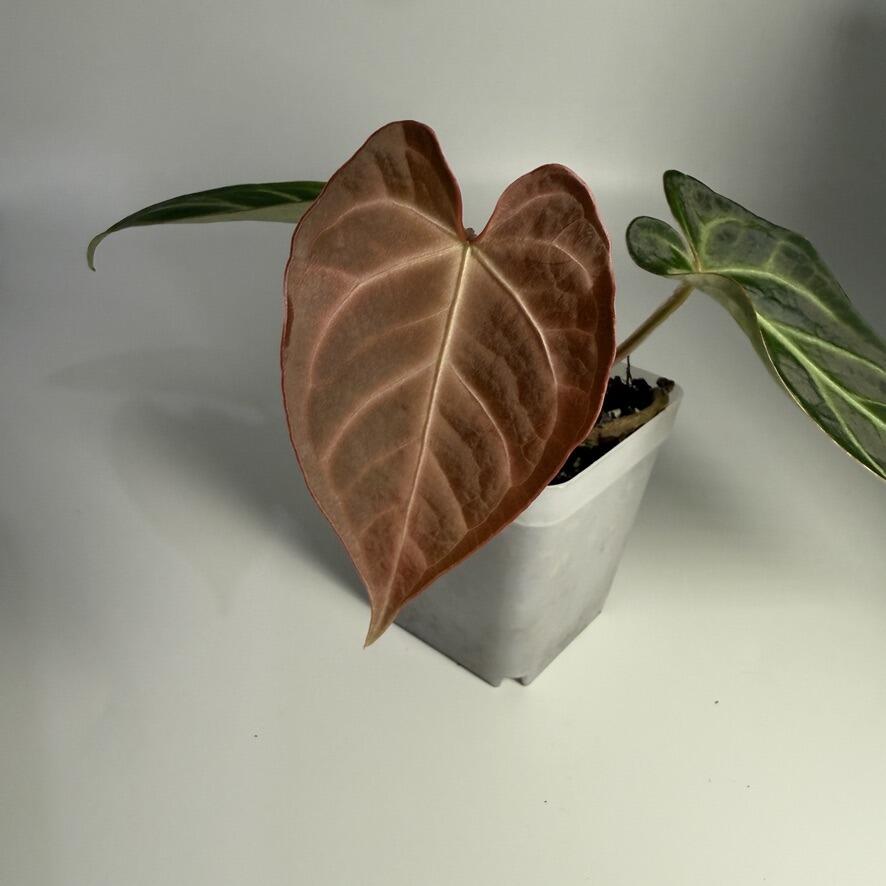 _Anthurium papillilaminum x Red Vein Dark Phoenix (RVDP)