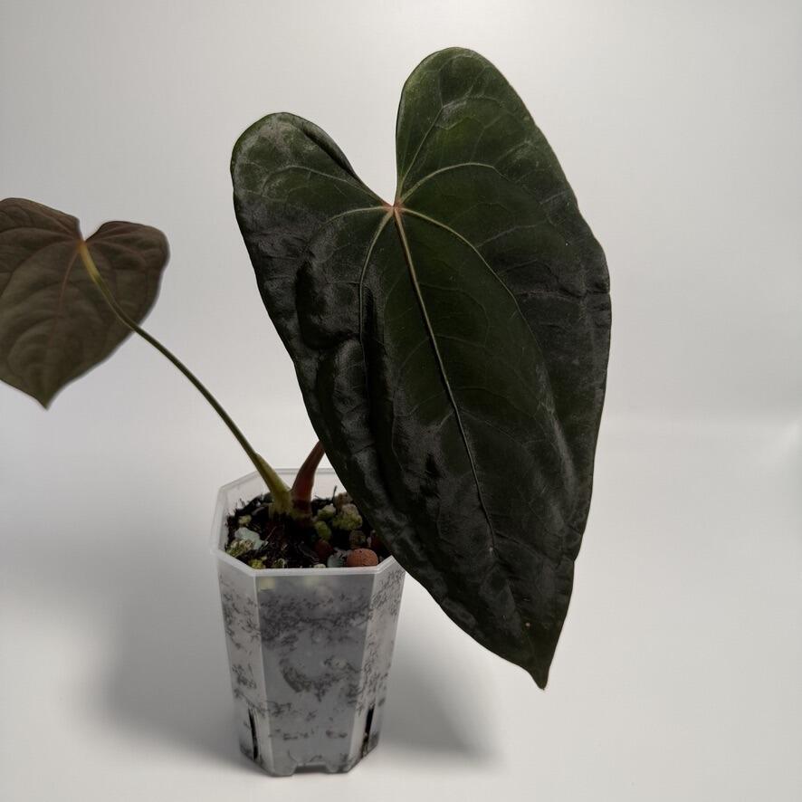 Anthurium Red Crystal 'NSE' x dressleri 'Oliver'
