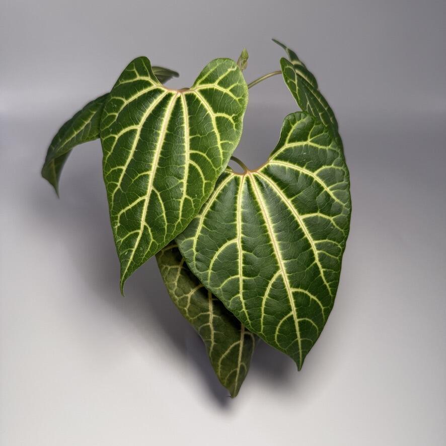 _Anthurium (kunayalense x NSE port) x papillilaminum RLFS