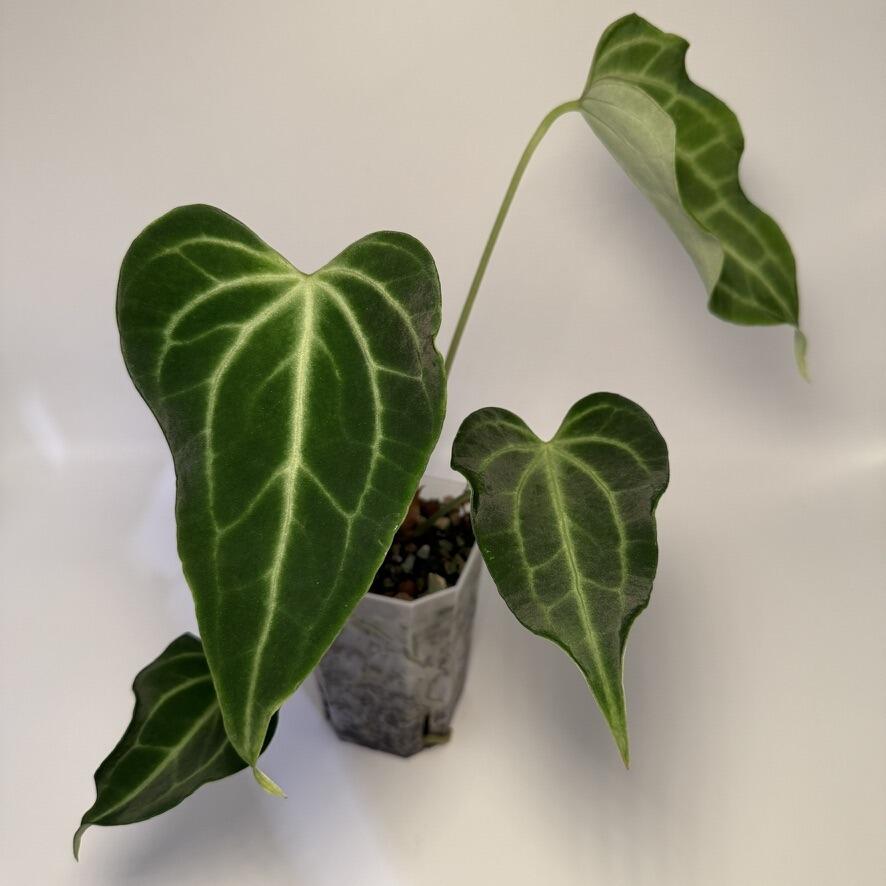 夏子A. 'King Clarinervium' x self _Anthurium King of Clarinervium