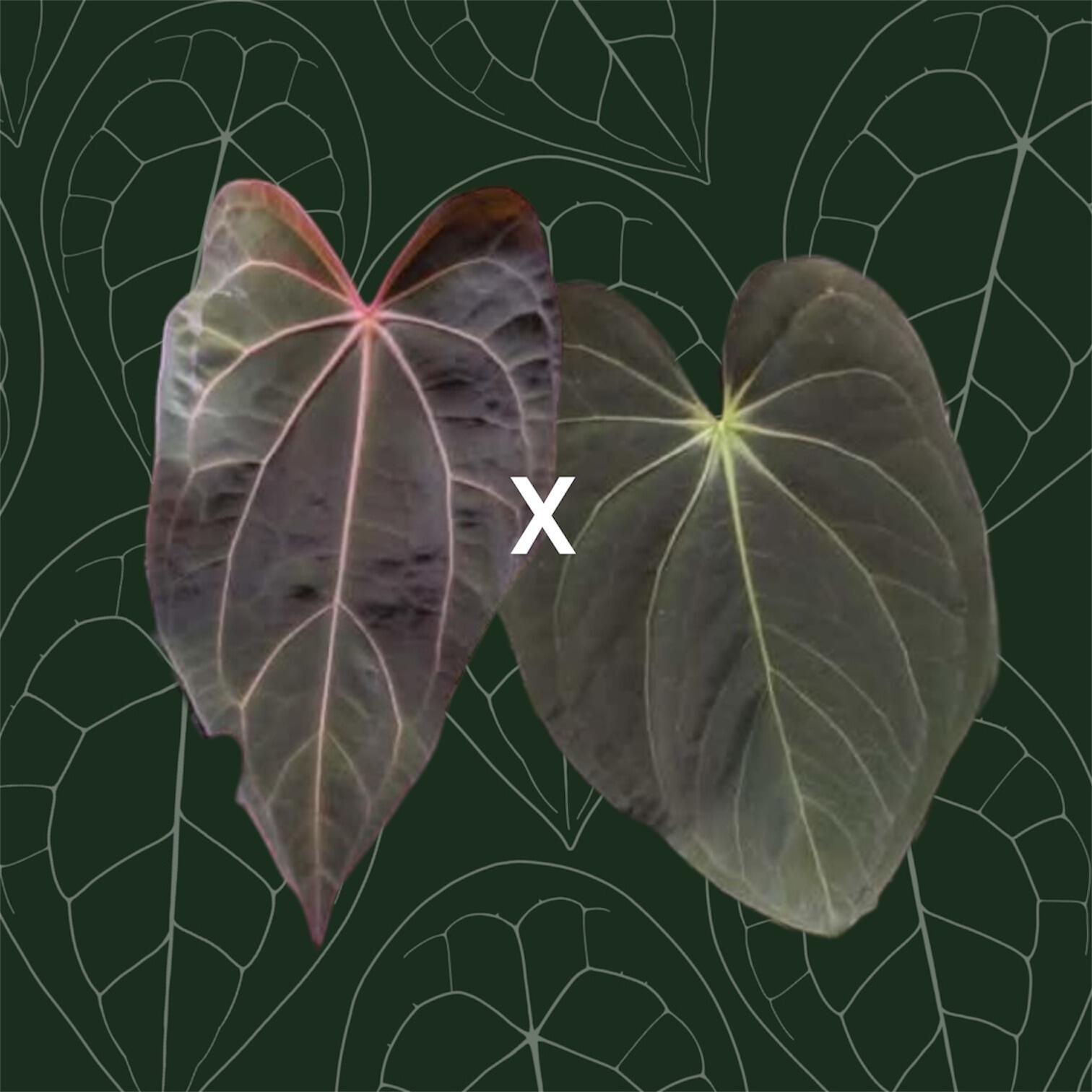 _Anthurium (FTG crystallinum x Red Crystal?) x open