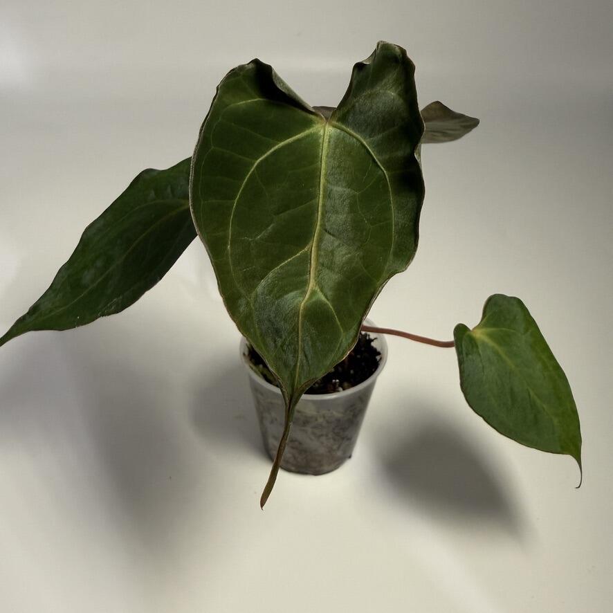 _Anthurium papillilaminum (FSRL x [FS x self]) x RA6